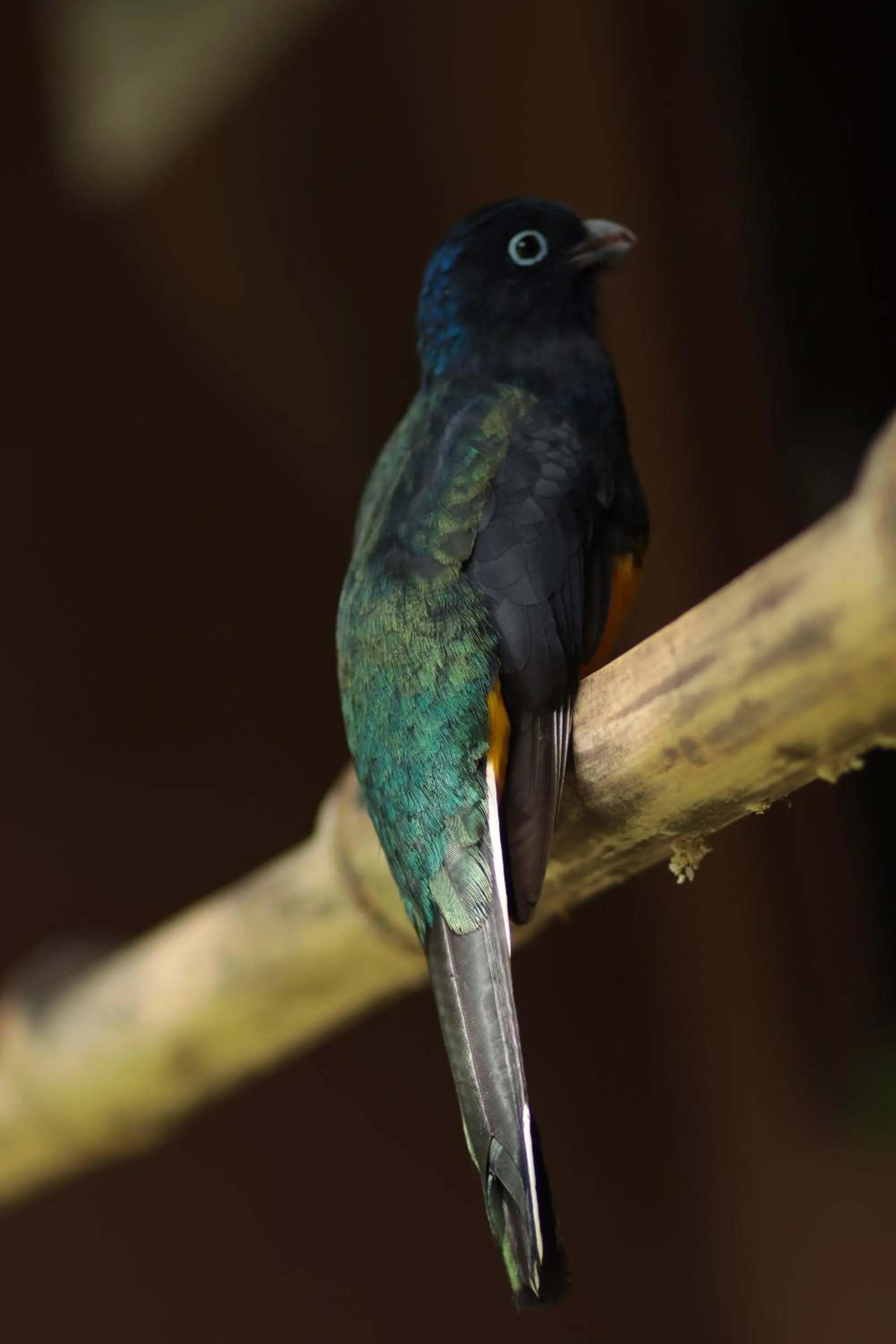 A Ilha Verde Hotel Pousada na Praia