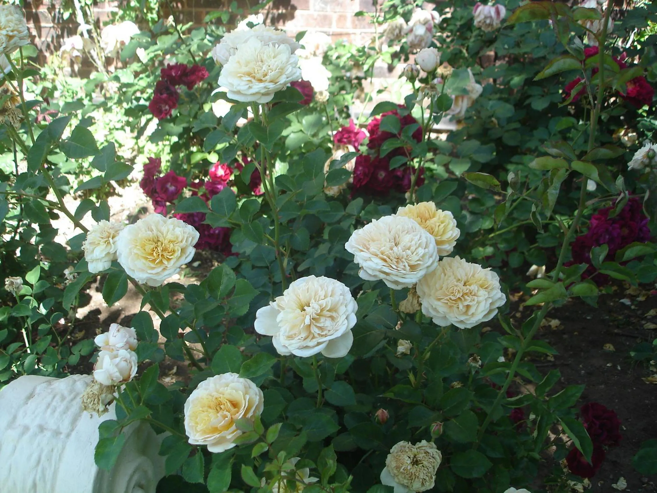 Garden in Buxton Manor