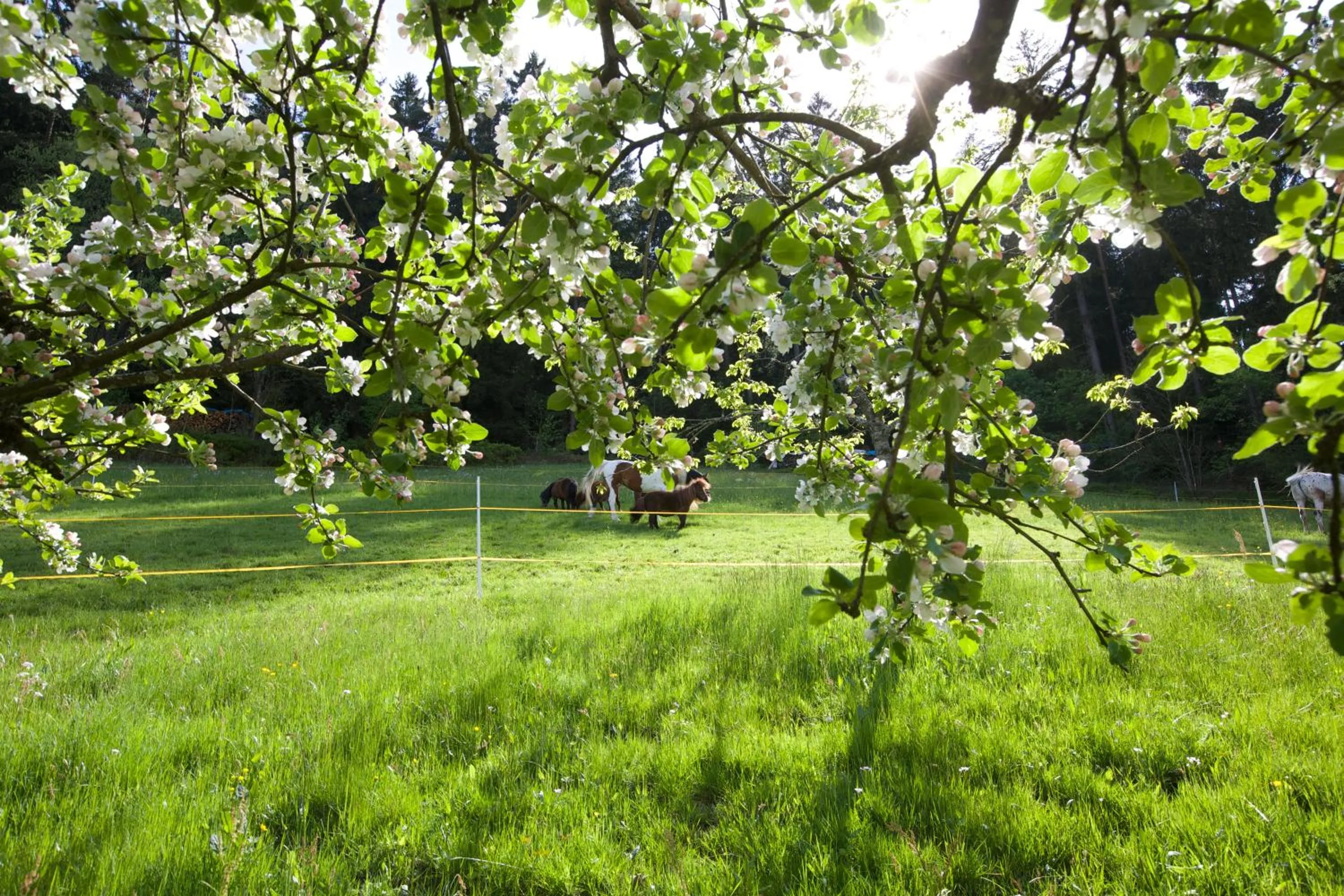 Natural landscape in Hotel Traube Tonbach