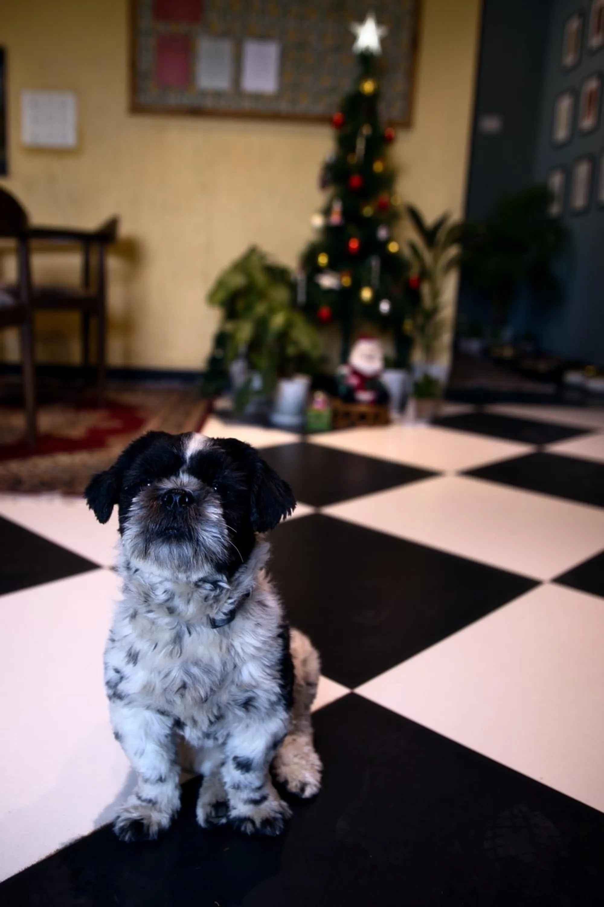 Pets in Ekaa Villa near Taj Mahal