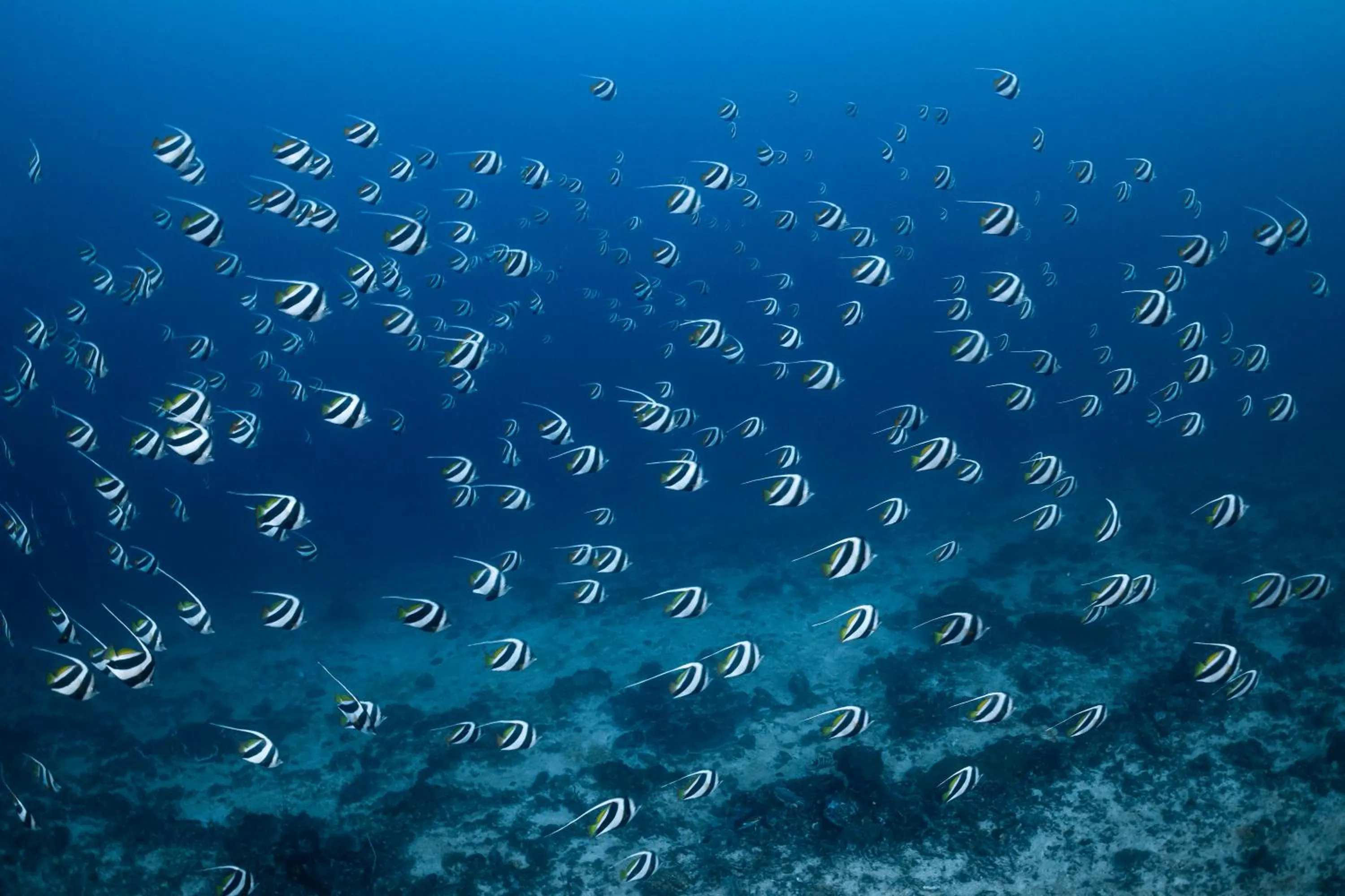 Diving in Emoha Dive Resort