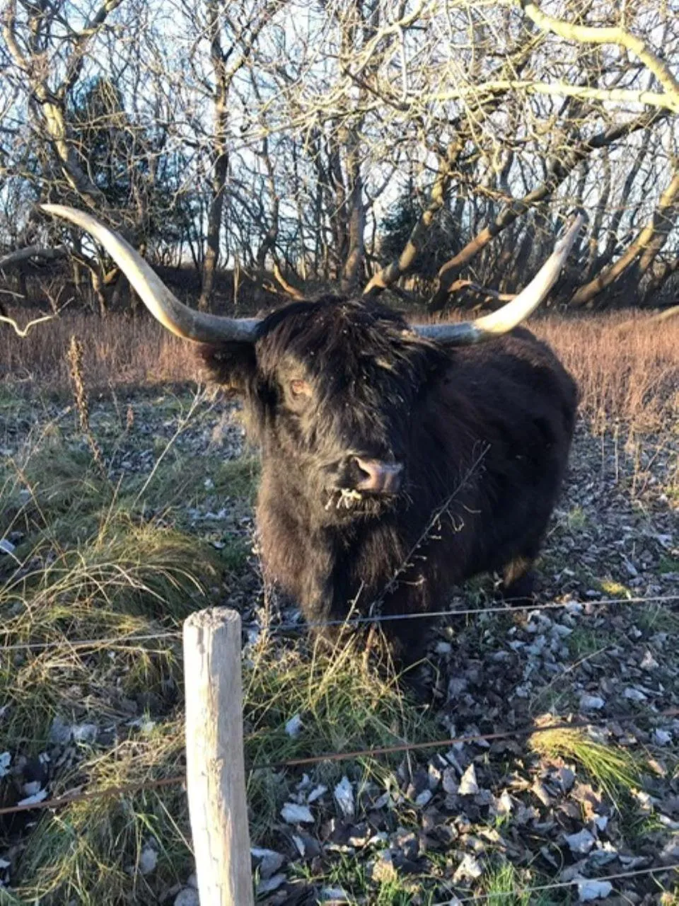 Animals in B&B Ereprijs