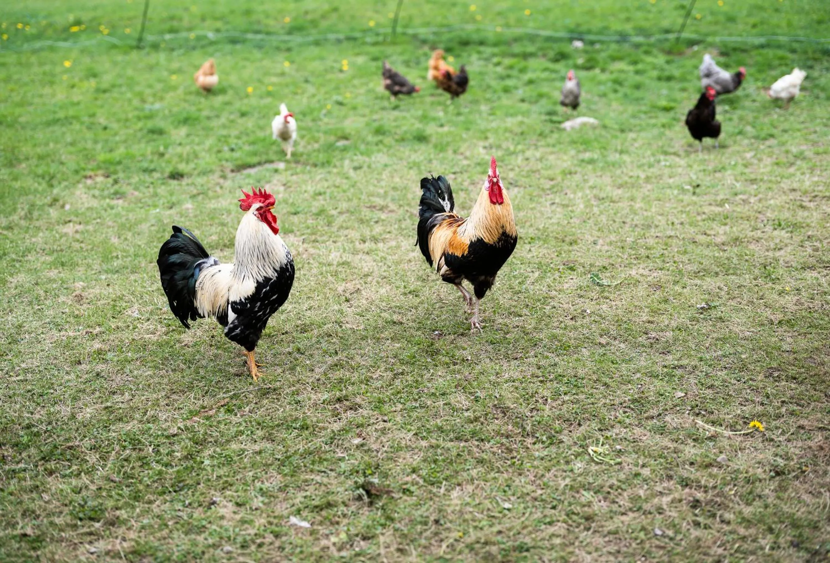 Animals in Landgasthaus Kurz Hotel & Restaurant am Feldberg - Schwarzwald