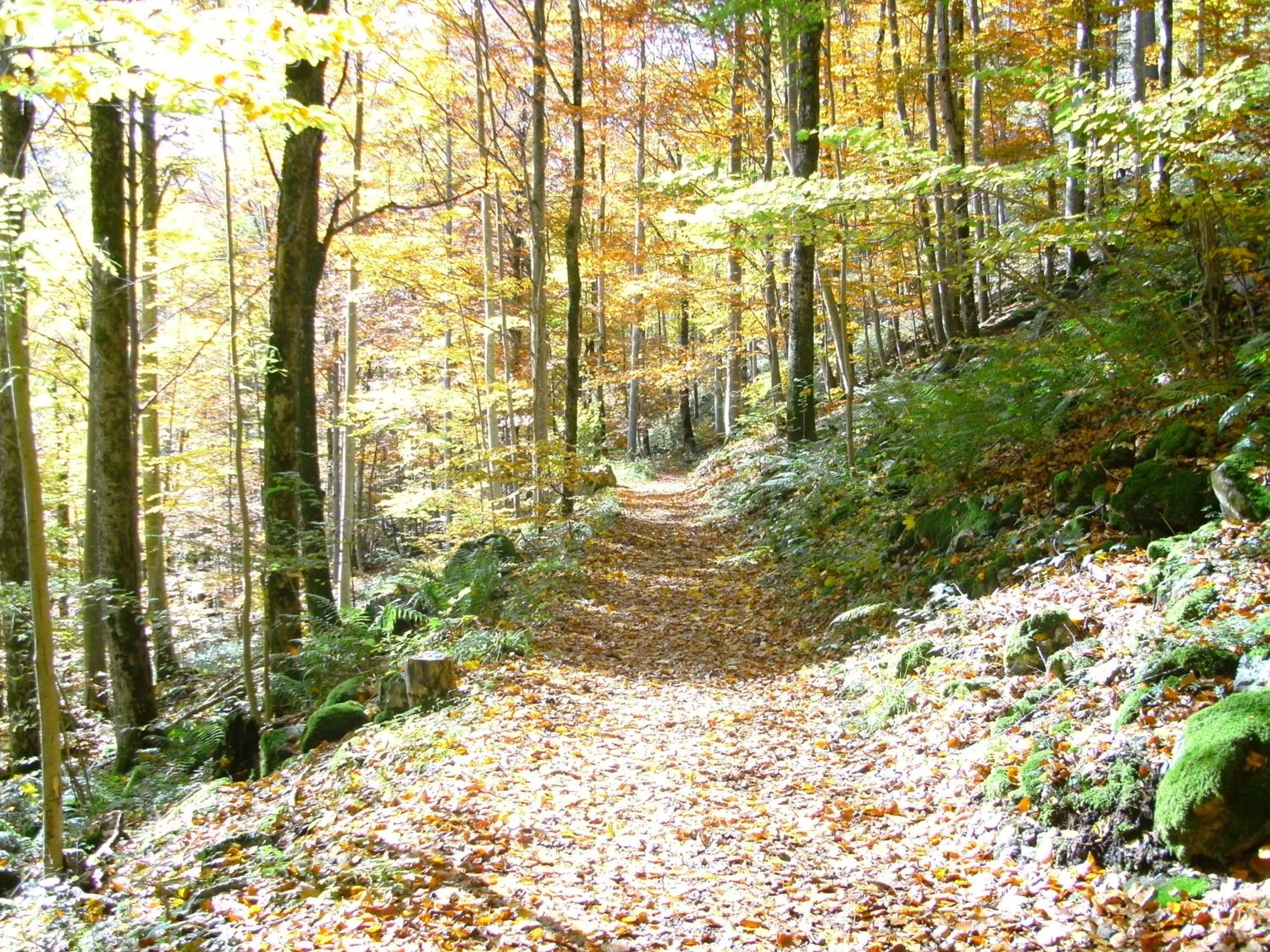 Hiking in Landgasthaus Kurz Hotel & Restaurant am Feldberg - Schwarzwald