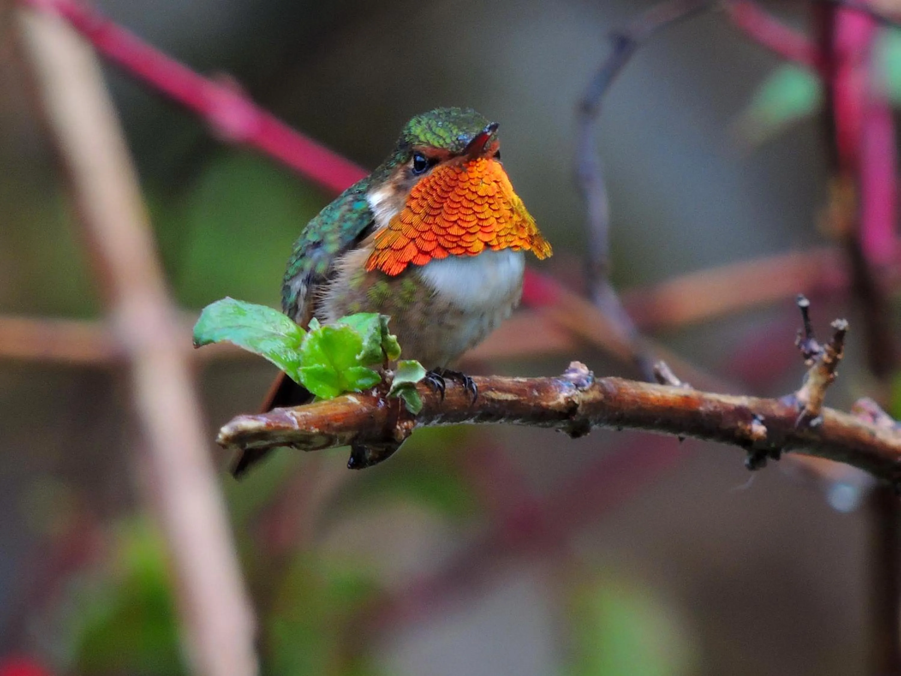 Off site in Hotel de Montaña Suria