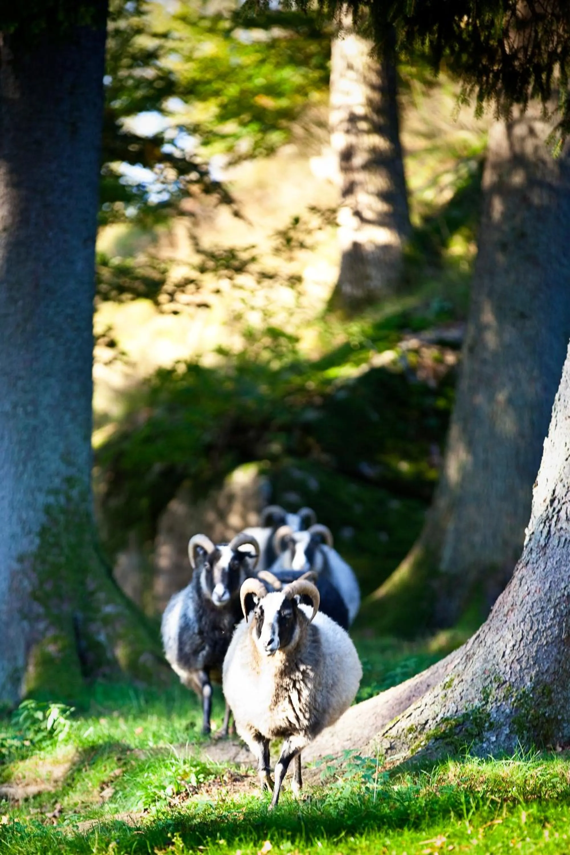 Animals in Thorskogs Slott