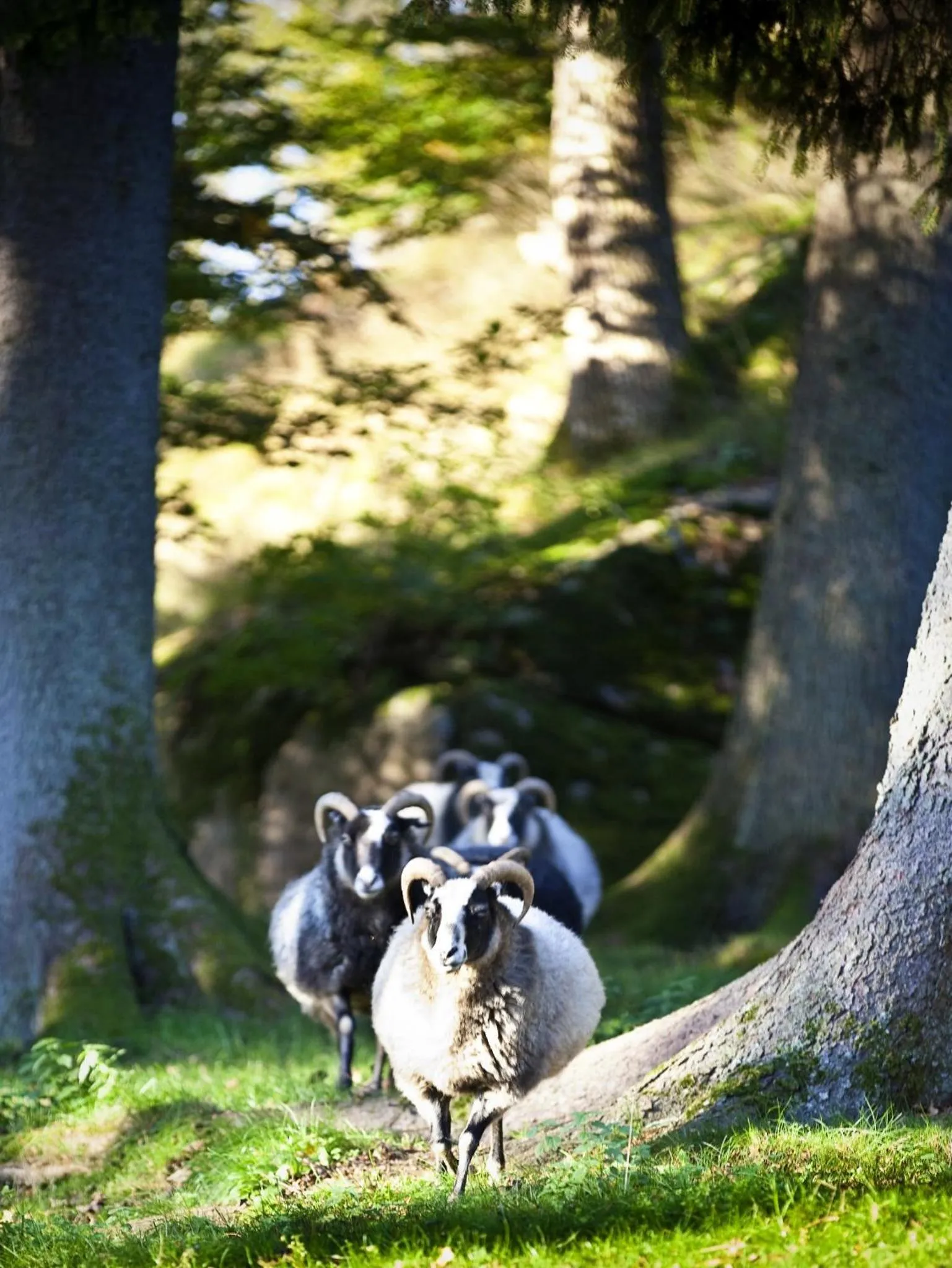 Animals in Thorskogs Slott