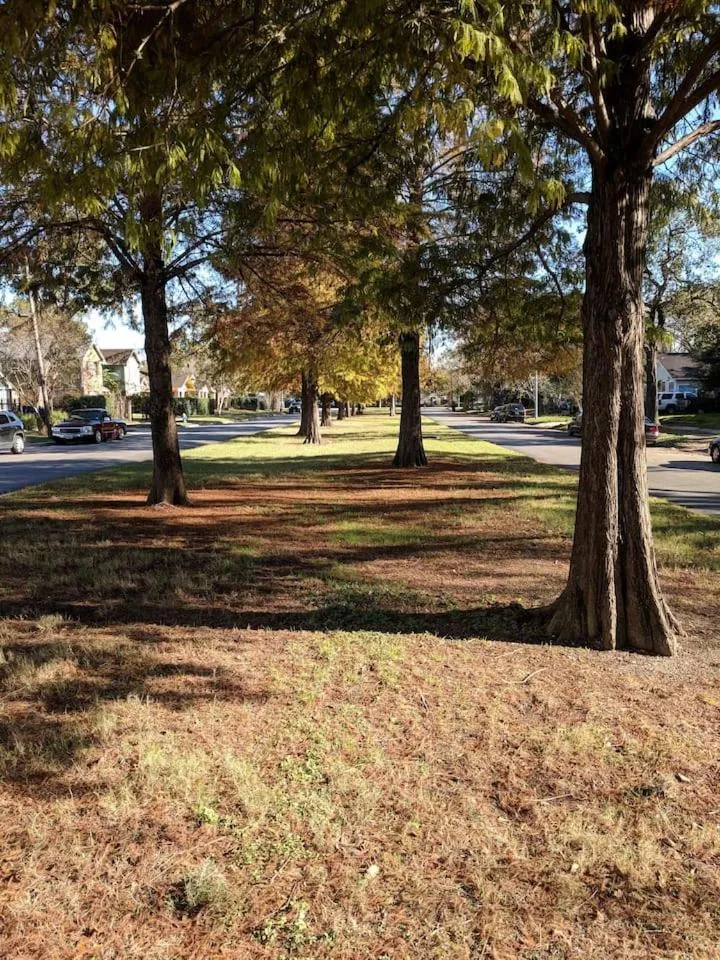 East Downtown Treetop Terrace