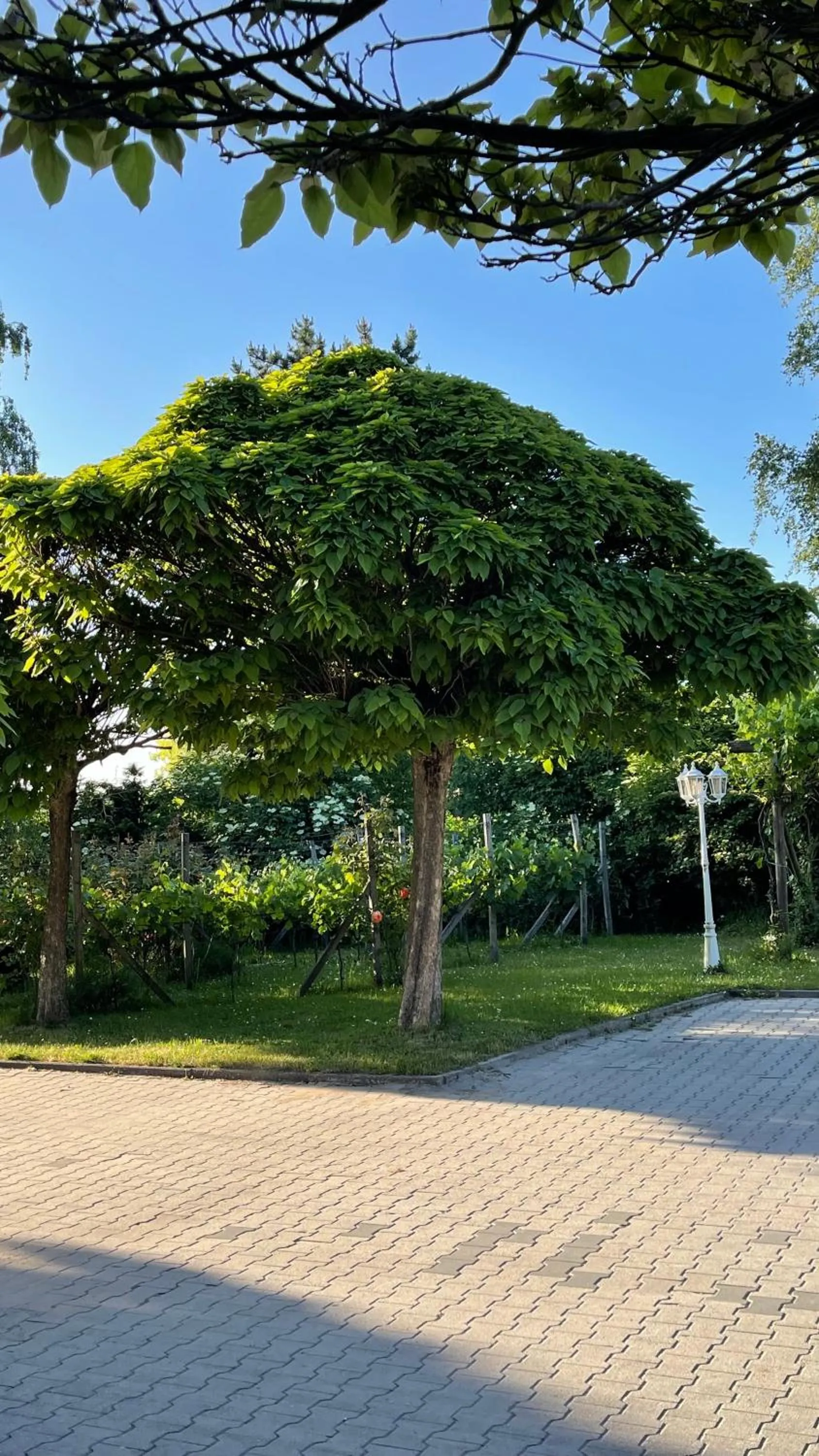Garden view in Gästehaus Eschment