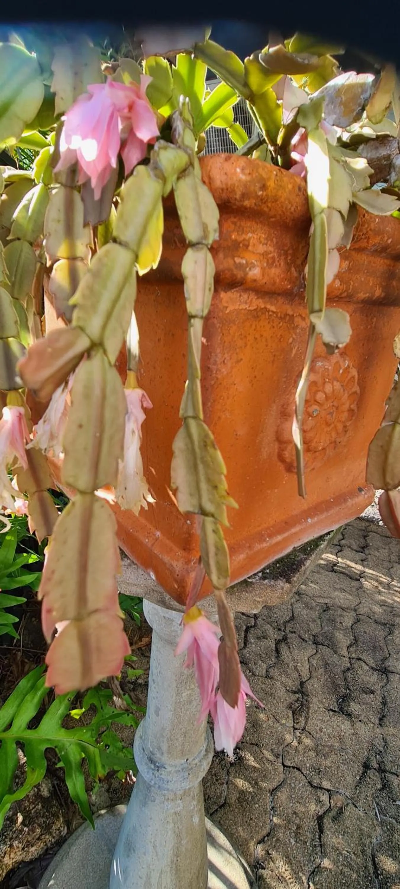 Garden in Cardwell Beachfront Motel