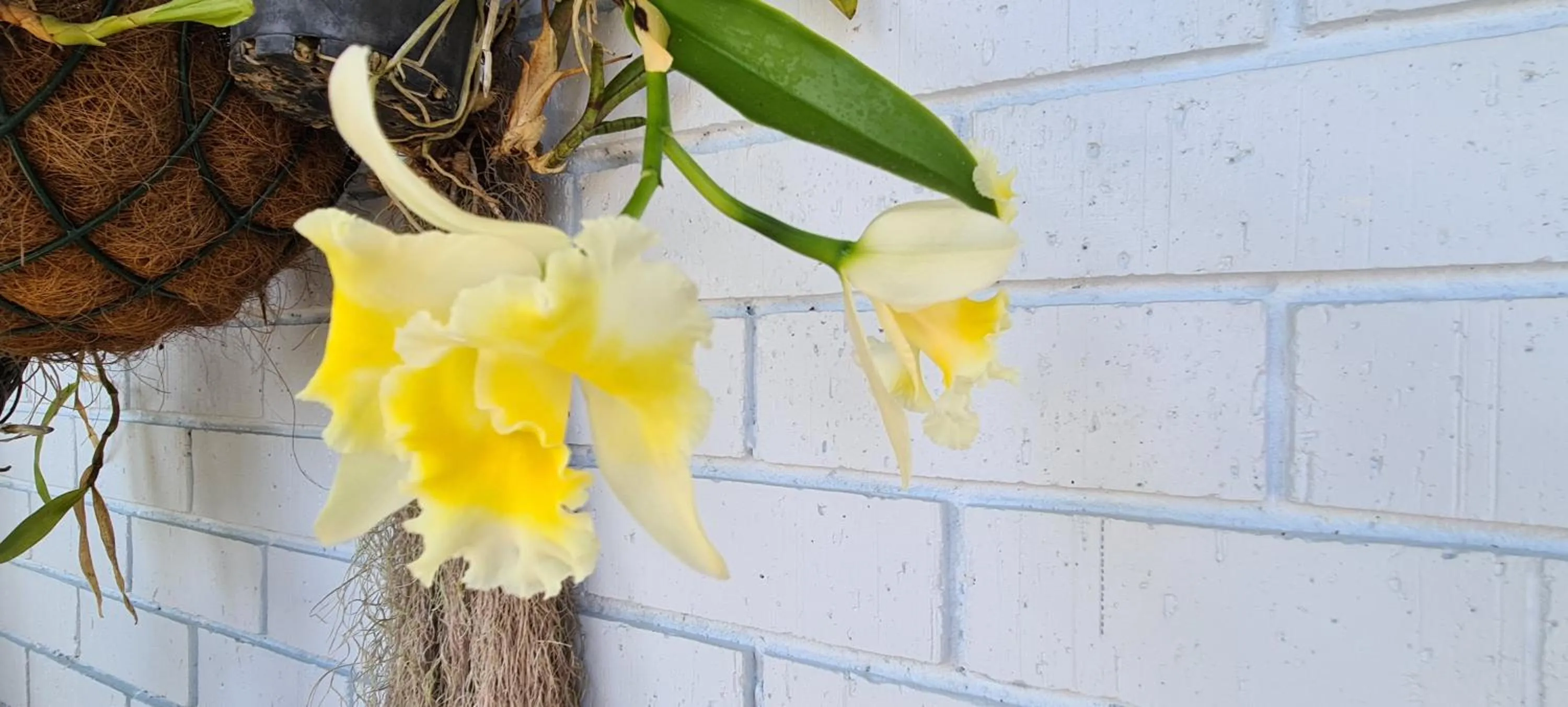 Garden in Cardwell Beachfront Motel