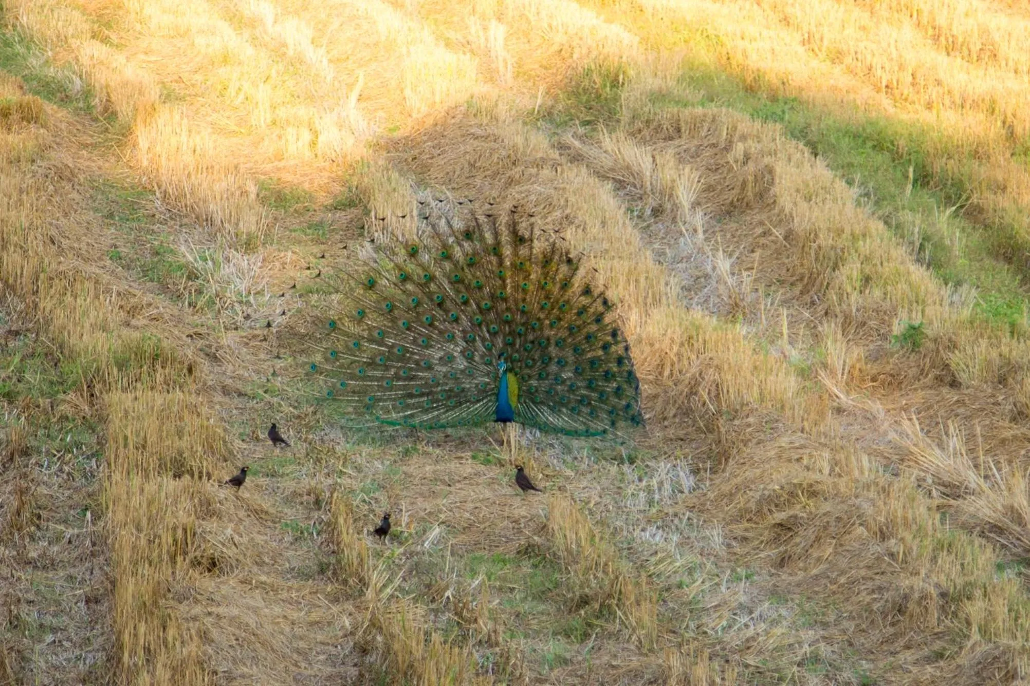 Animals in Camellia Resort And Spa