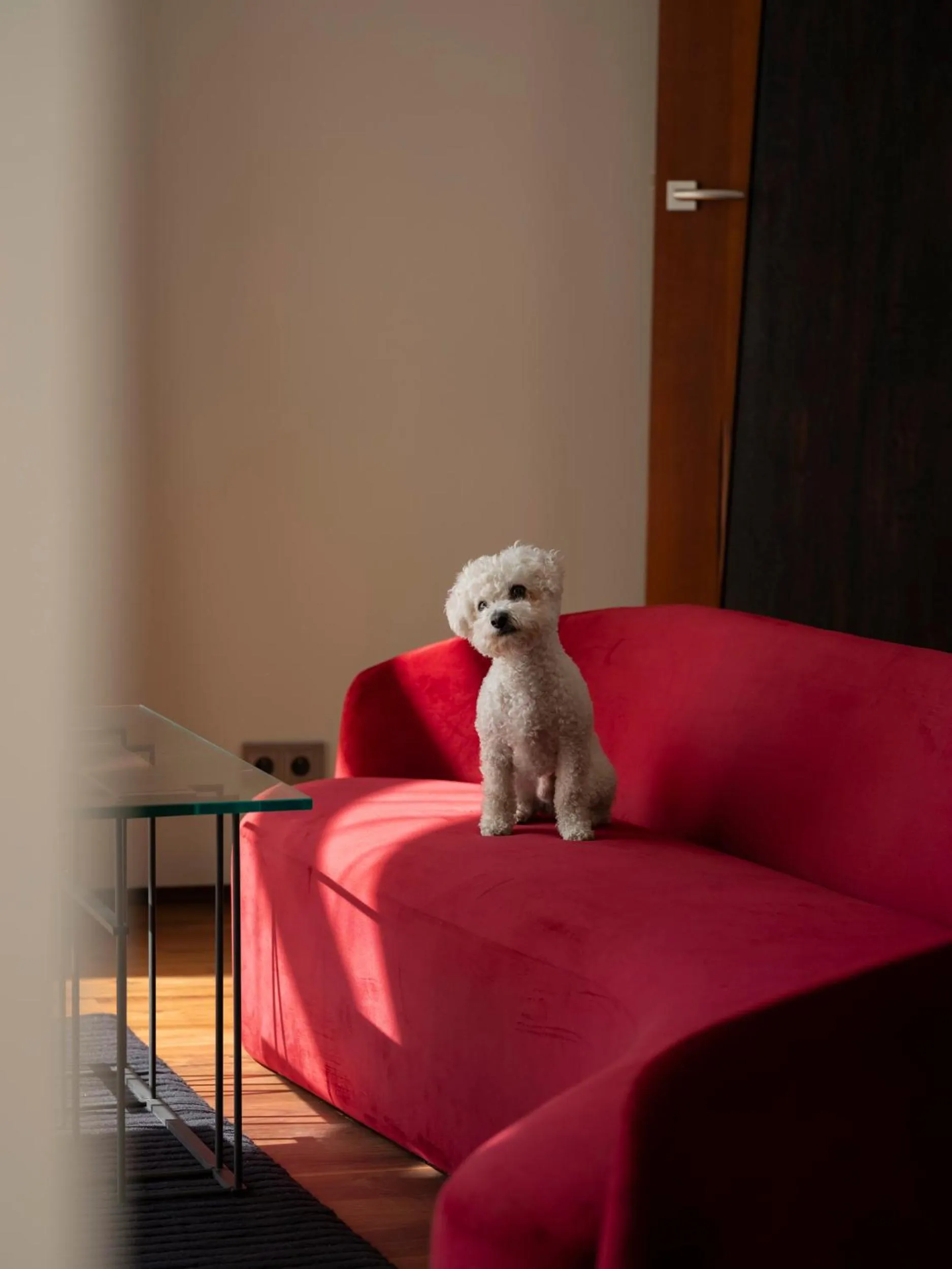 Pets in Hotel Monopol