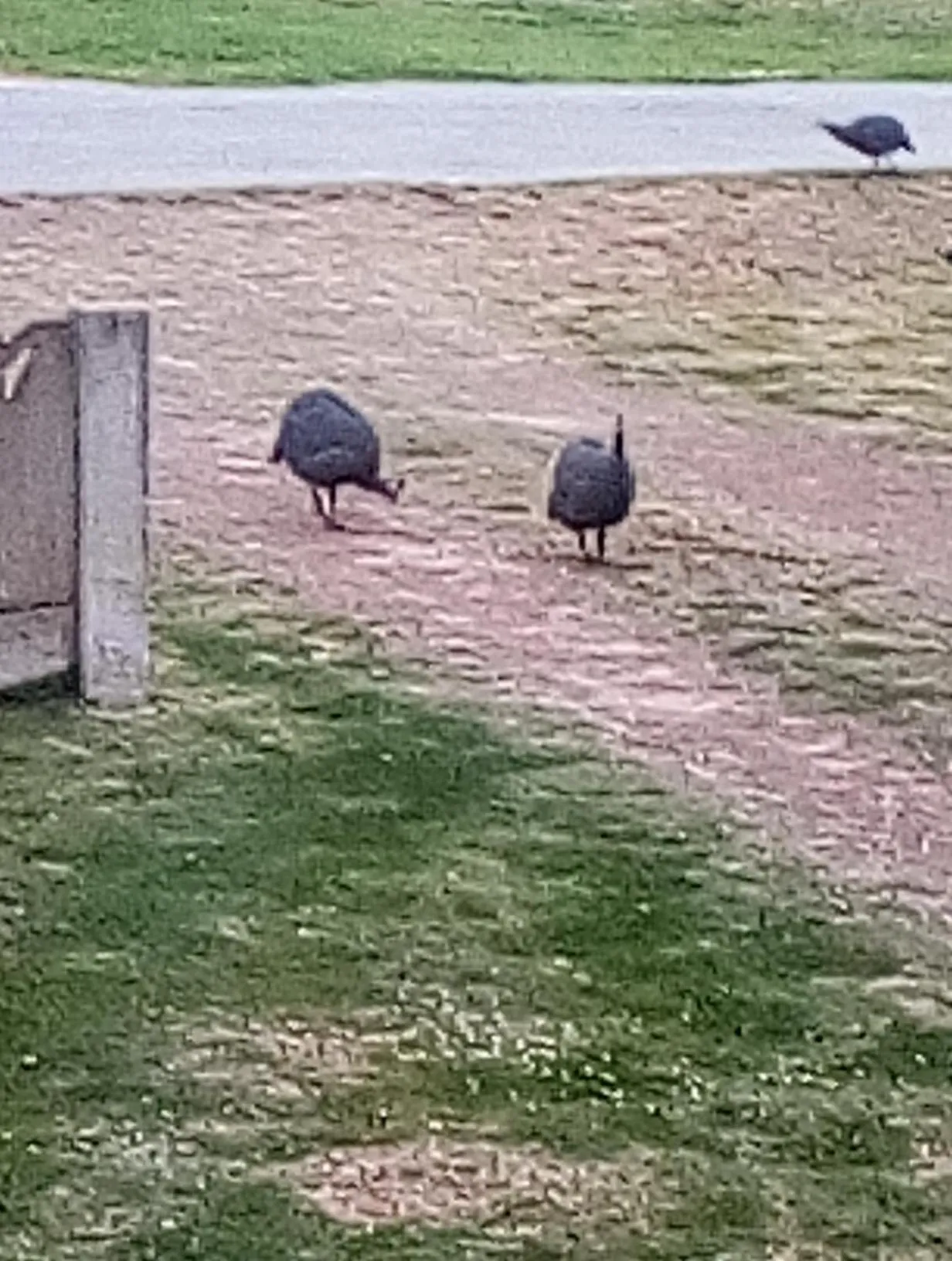 Animals in 57 On Wellington Accommodation