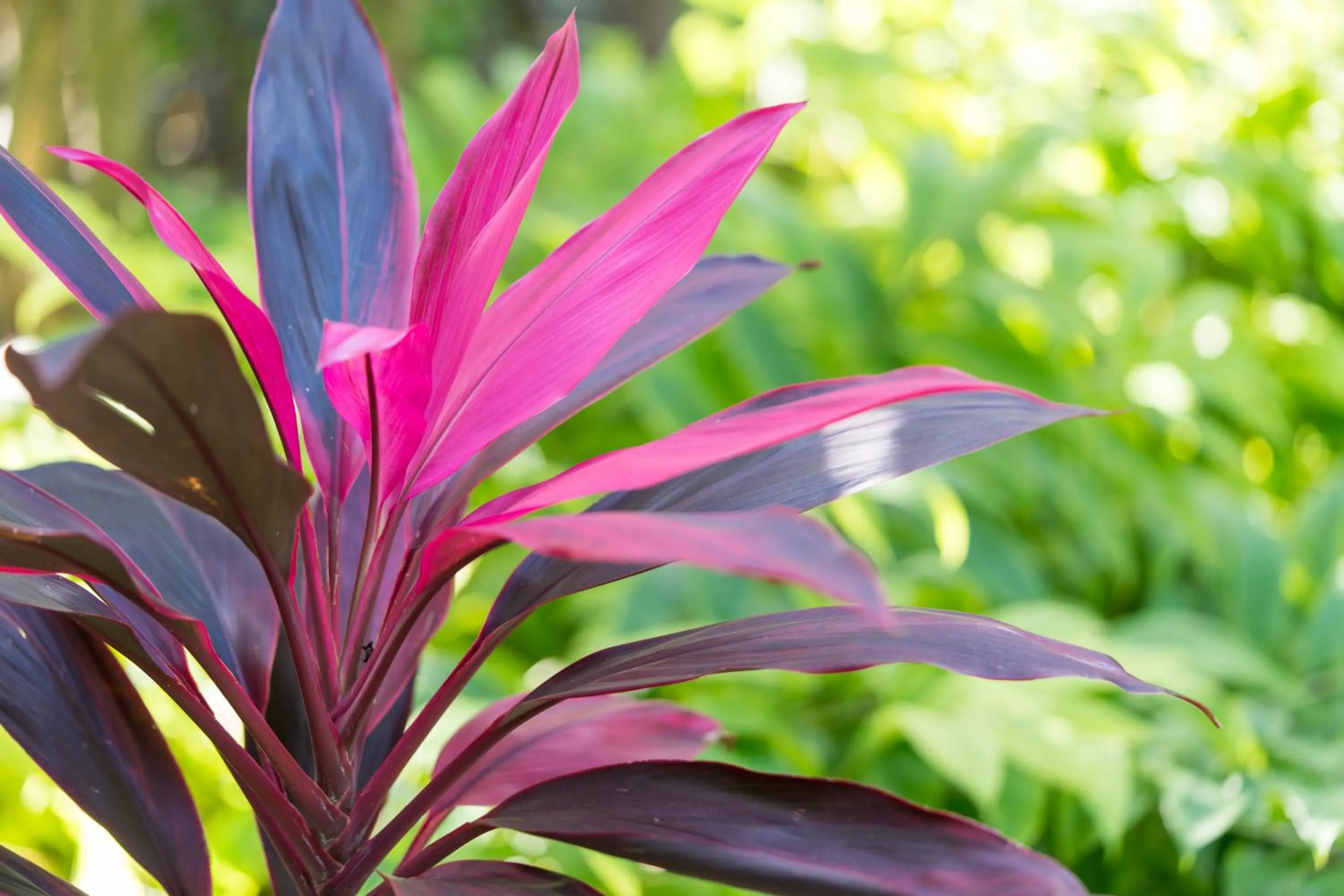 Coconut Bay Resort - Key Largo