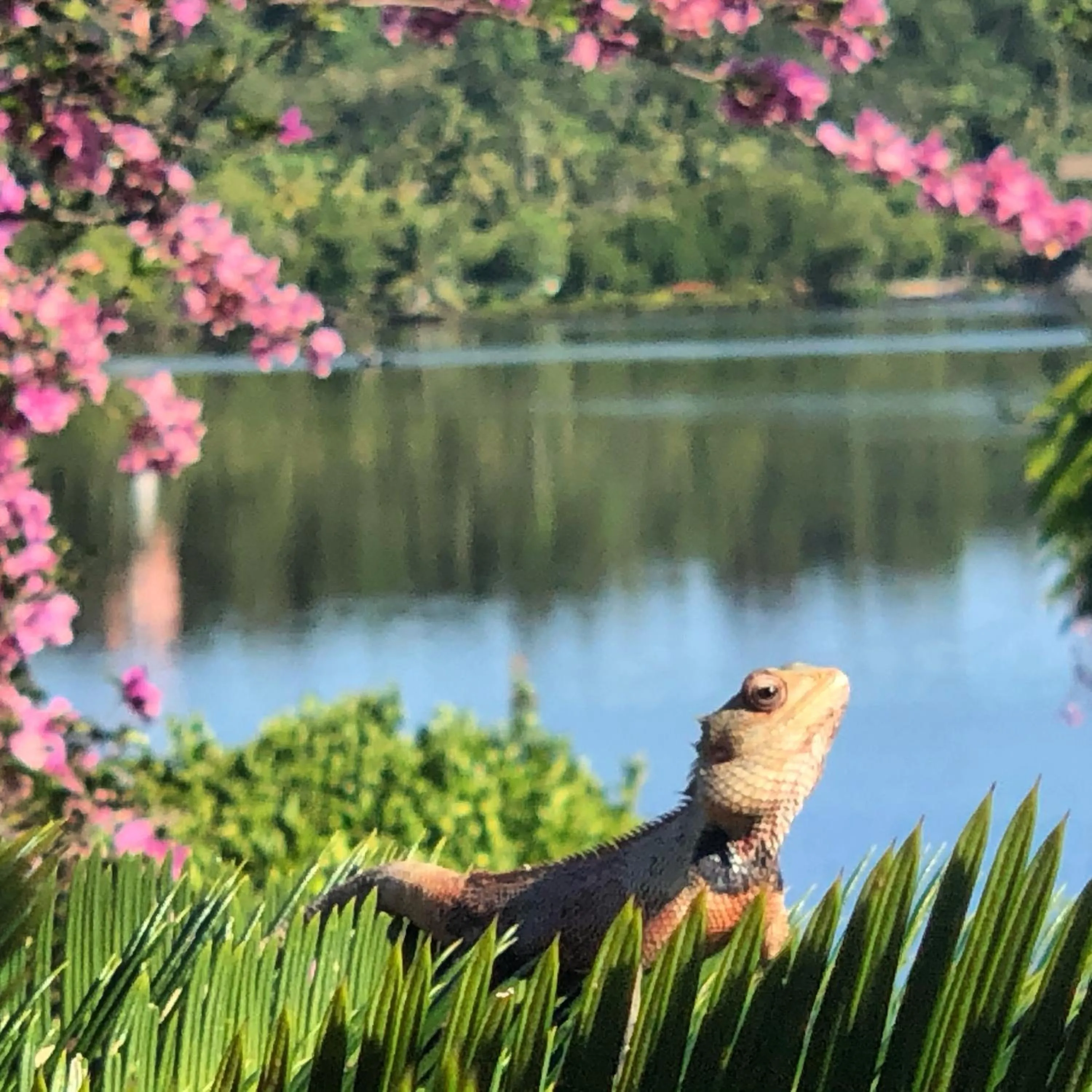Natural landscape in Kalla Bongo Lake Resort