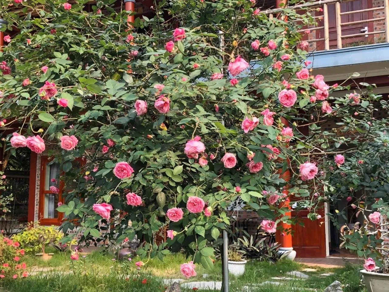 Garden in Tam Coc Lavender Homestay -Authentic Ninh Binh Experiences