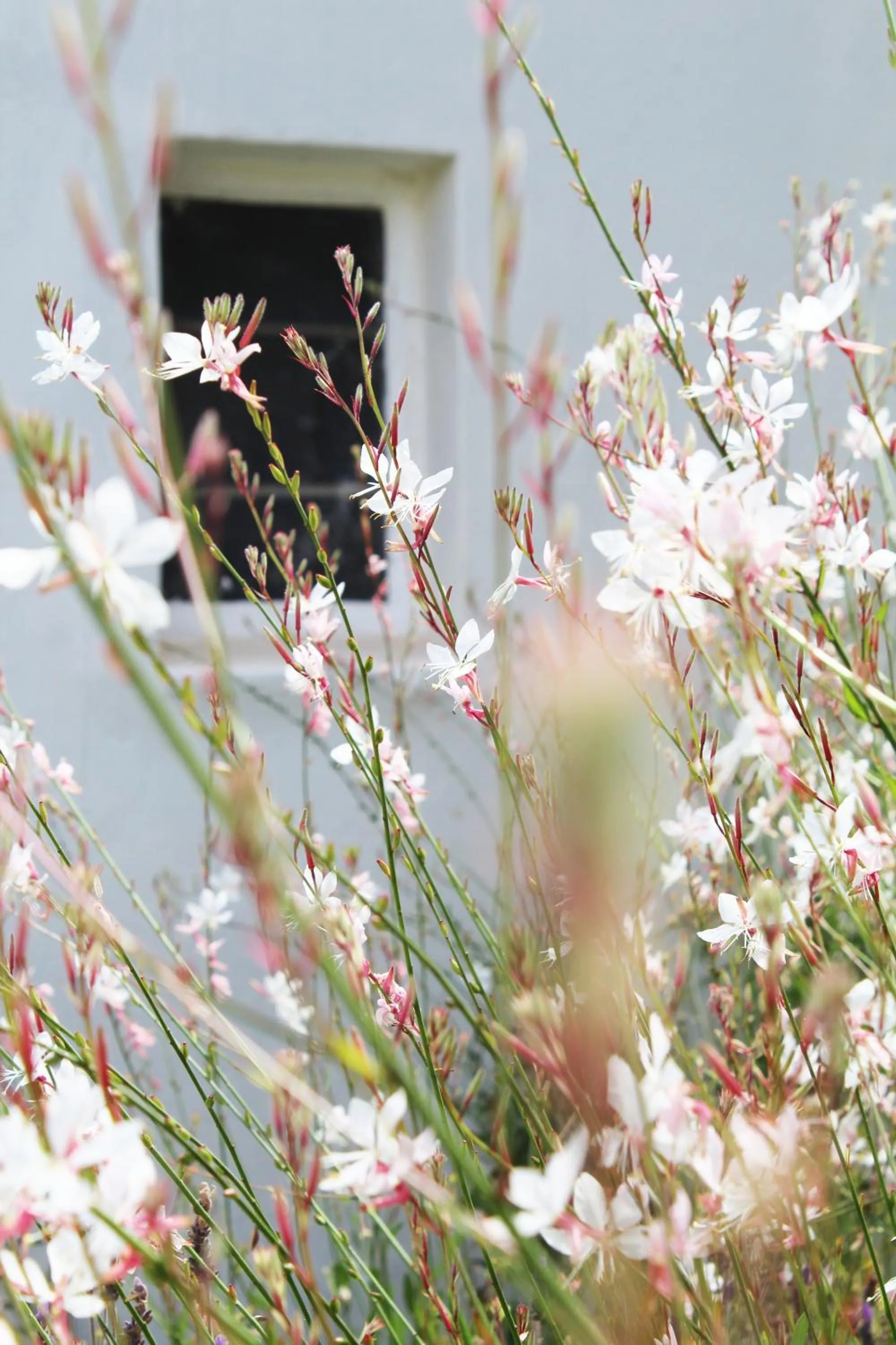 Garden in Arumvale Country Retreat