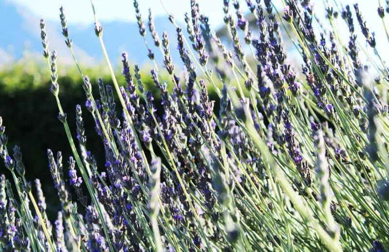 Garden in Arumvale Country Retreat