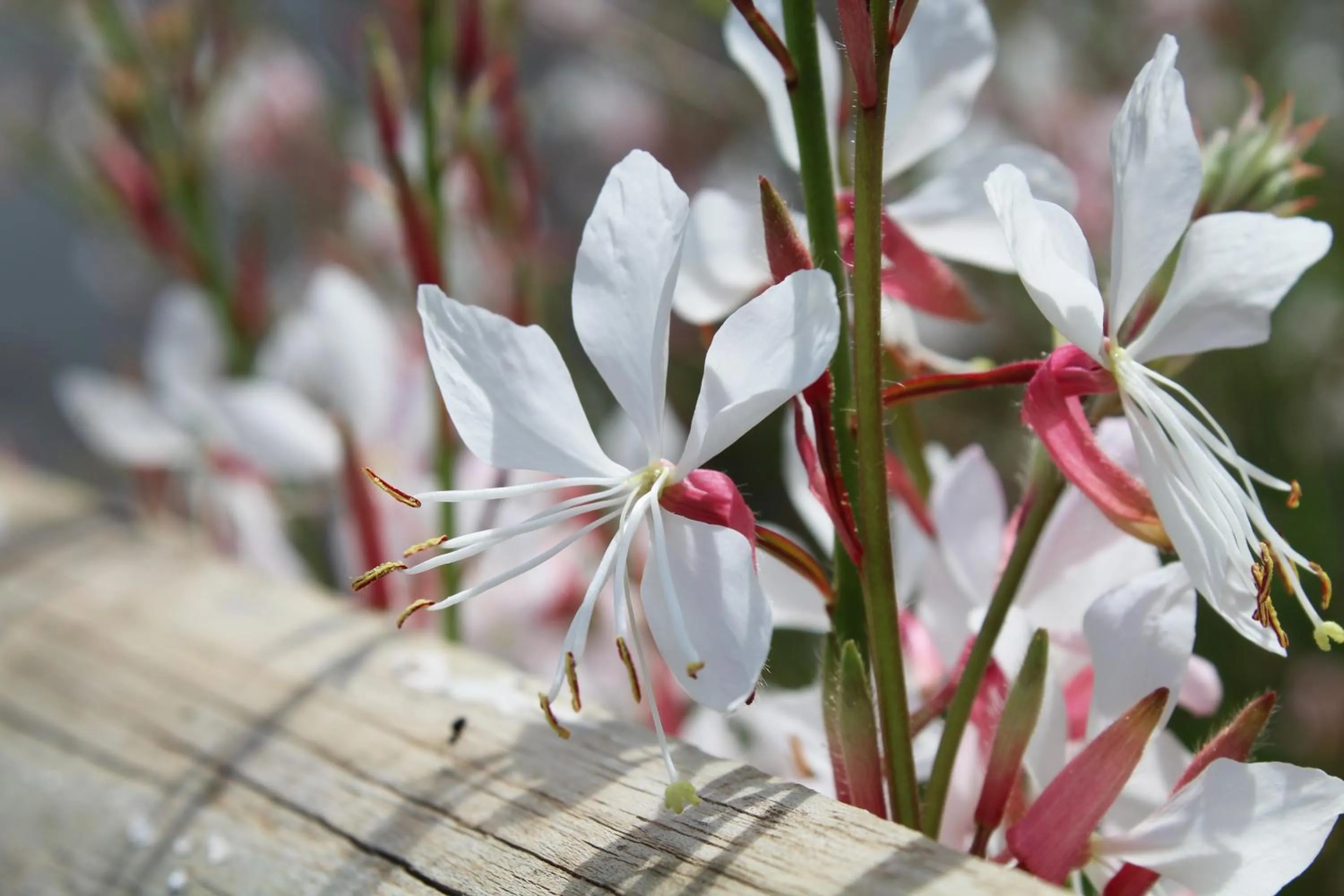 Garden in Arumvale Country Retreat
