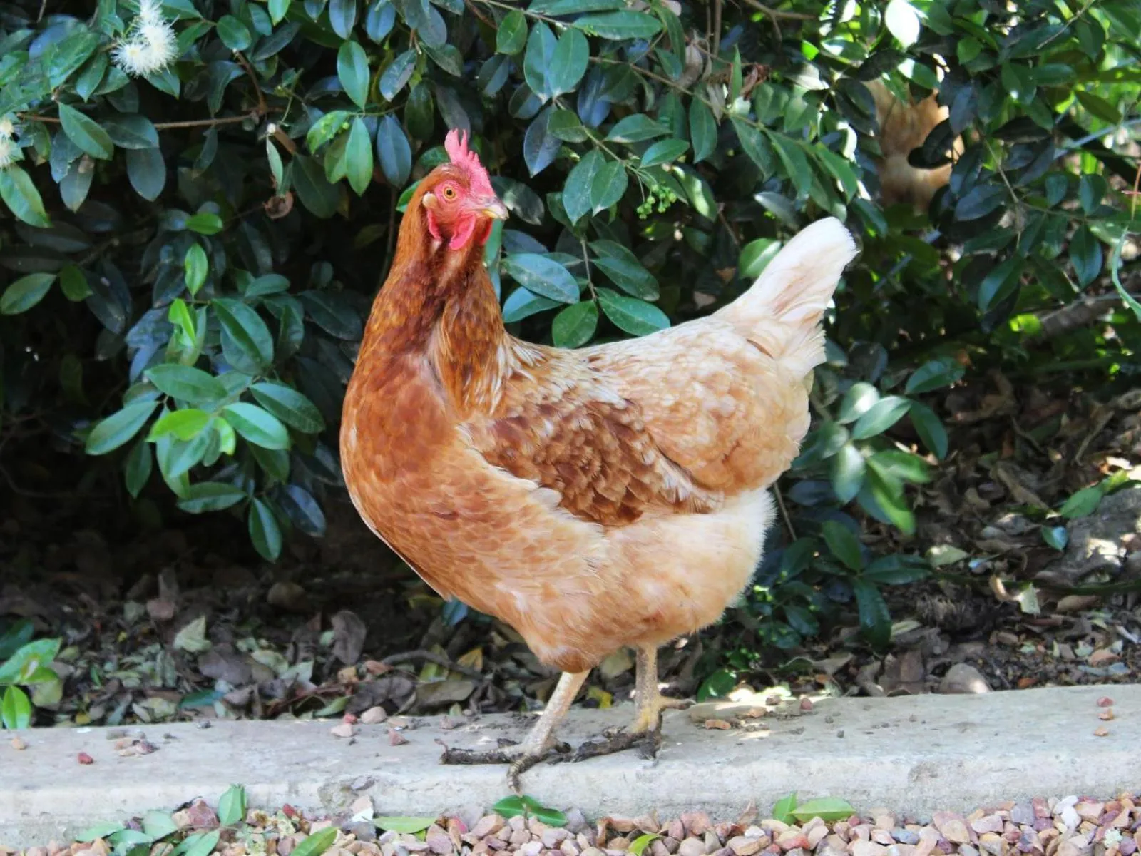 Patio in Arumvale Country Retreat