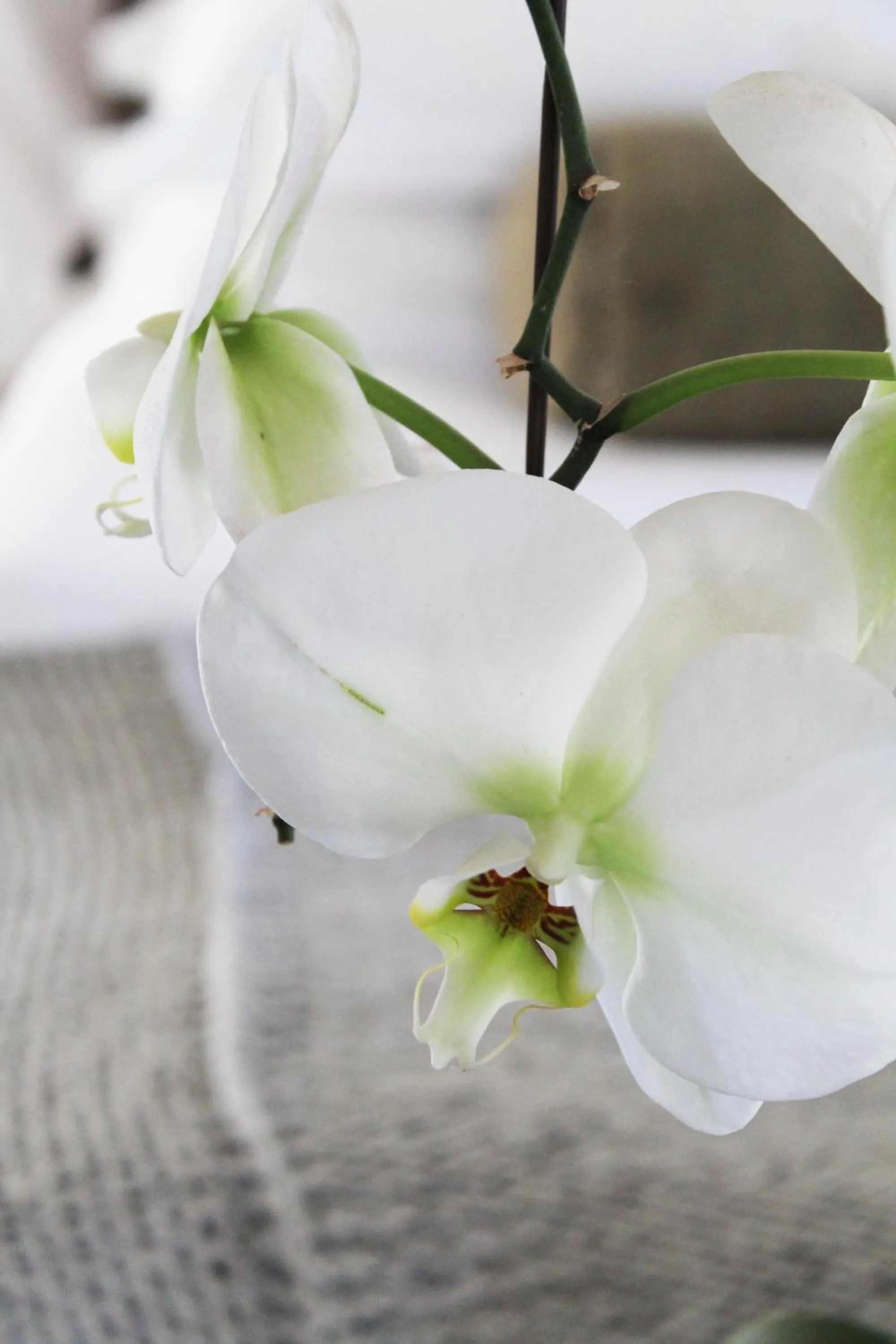 Decorative detail in Arumvale Country Retreat
