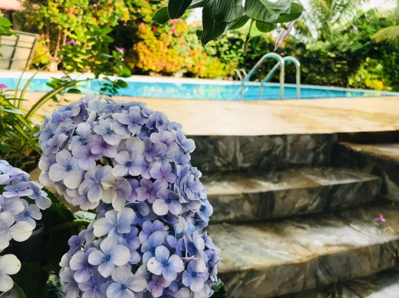 Day in ITALIAN GUEST