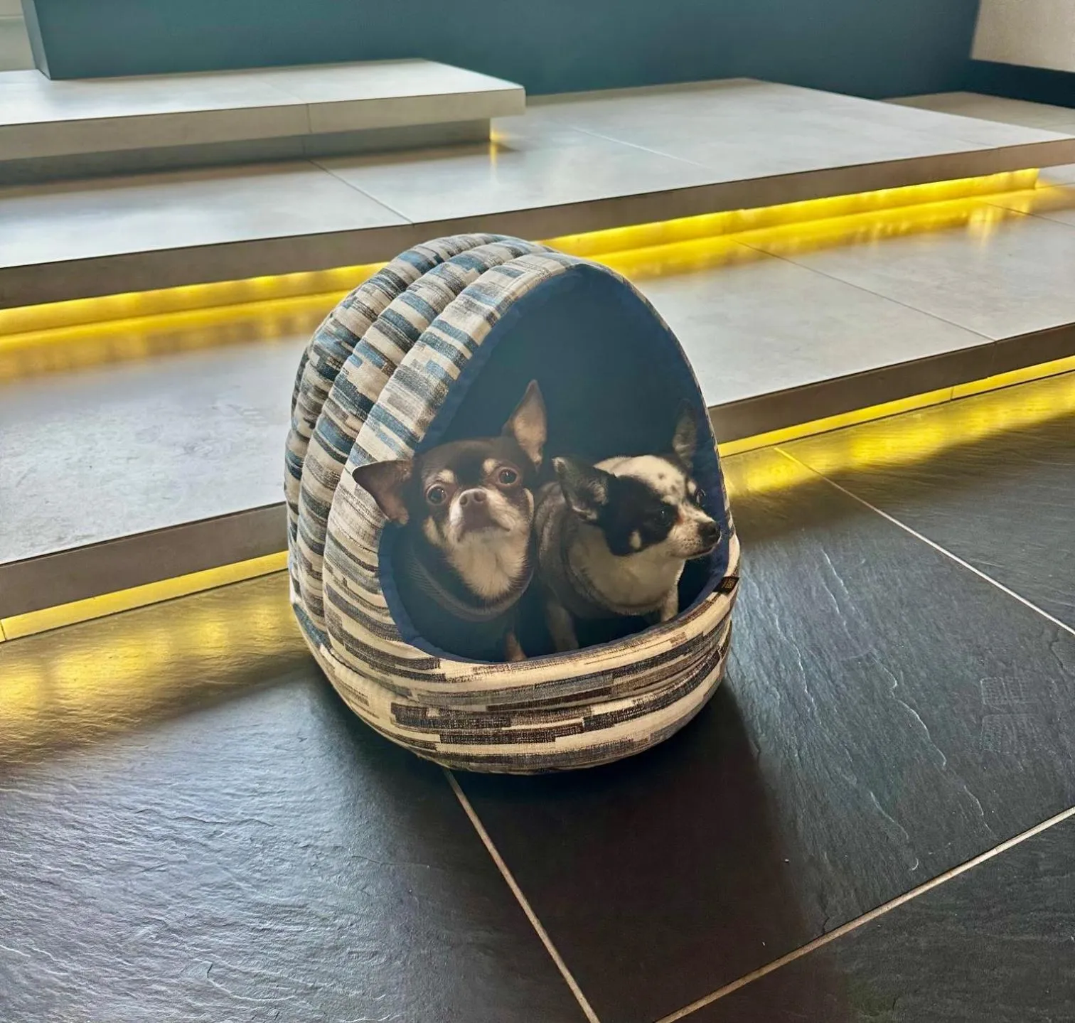 Animals in Hotel Central