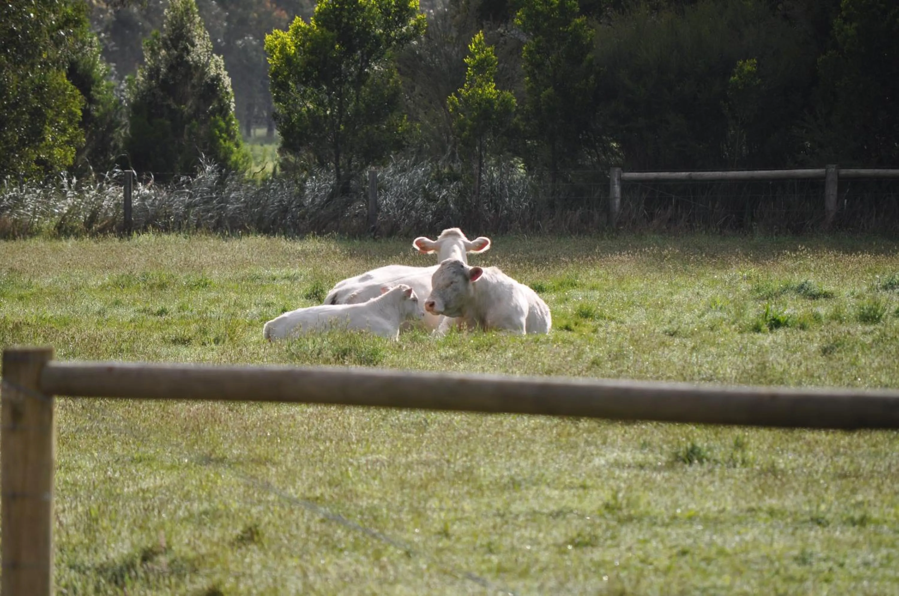 Tallawarra Homestead