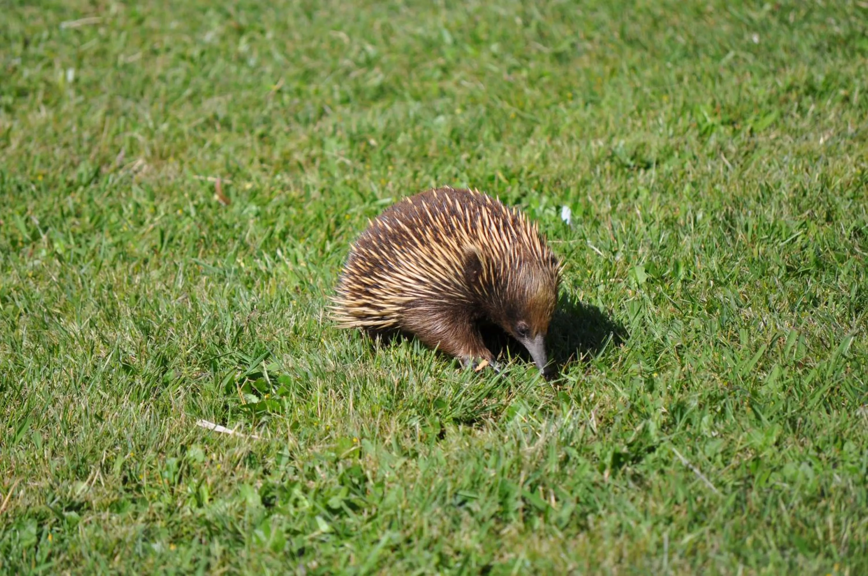 Tallawarra Homestead