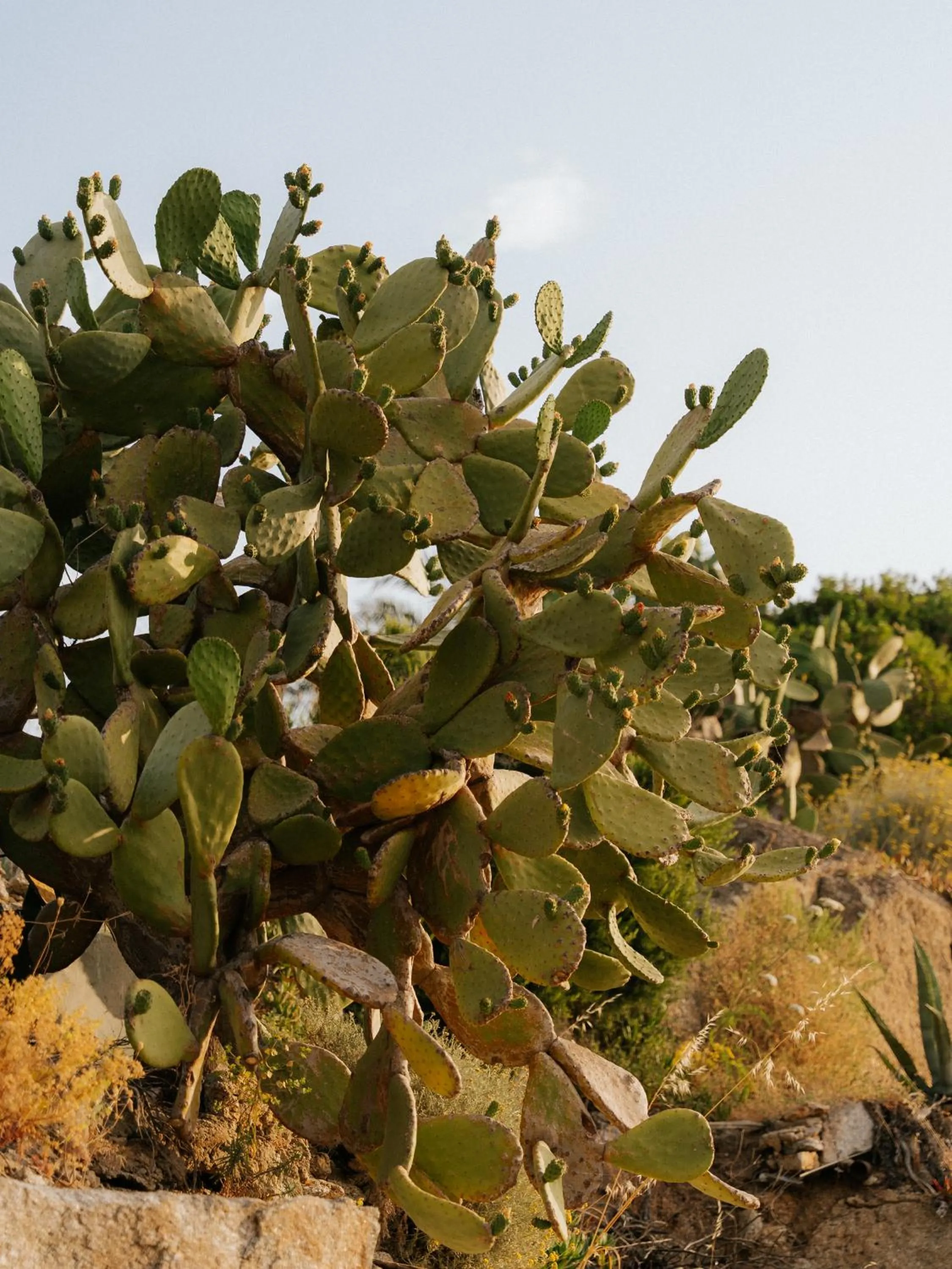 Garden in LA GUARDIA Hotel