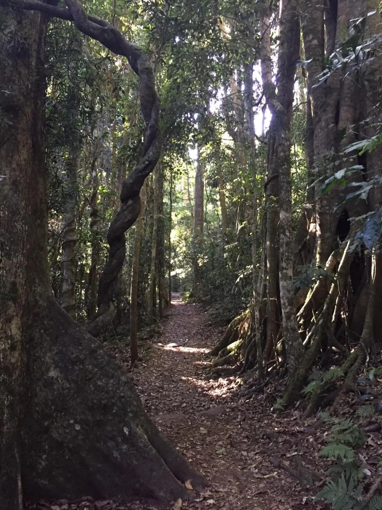 Natural landscape in Kirra Surf Apartments