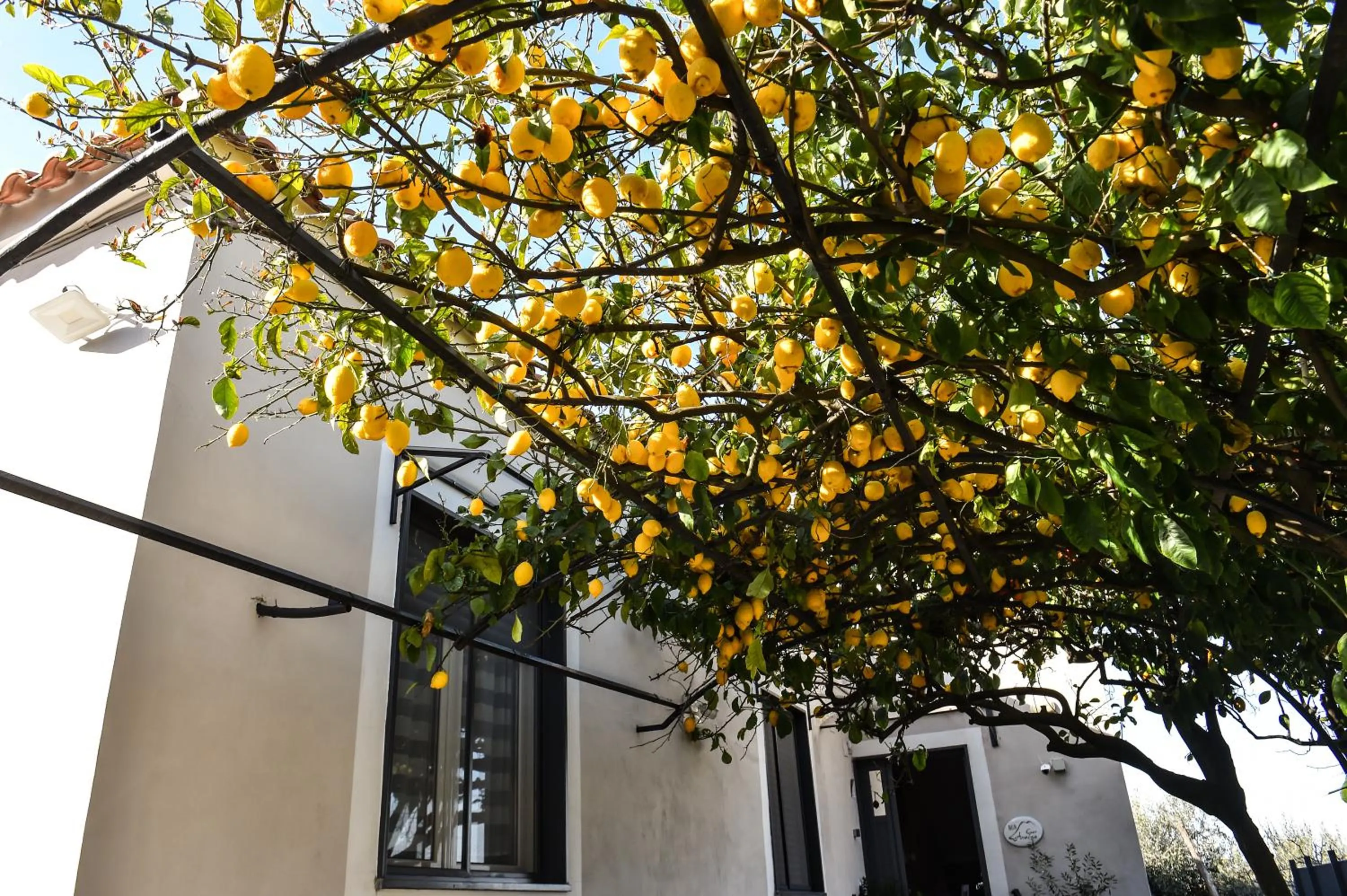 Garden in B&B Guest Armonie