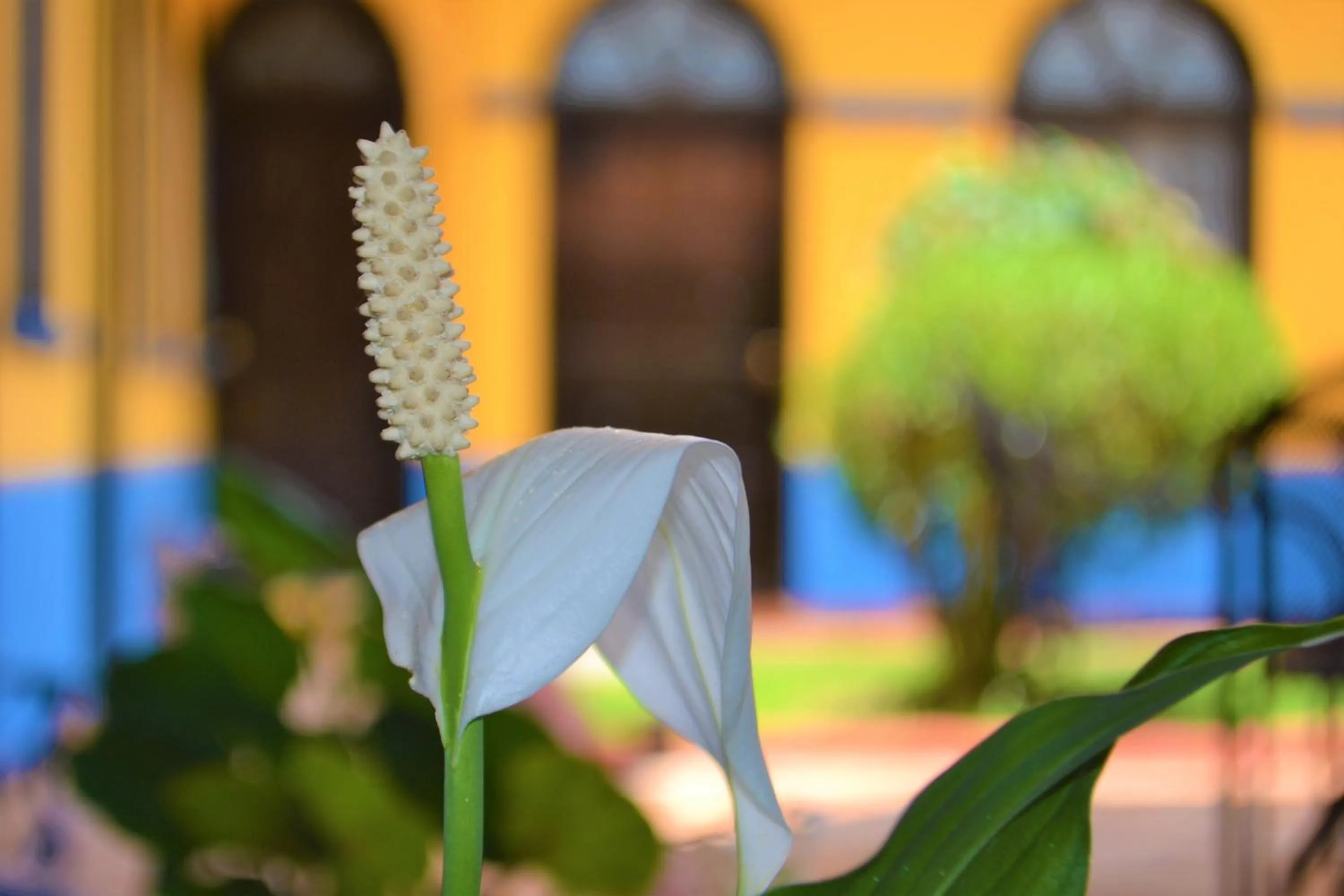 Property building in Hotel Delfín Comitán