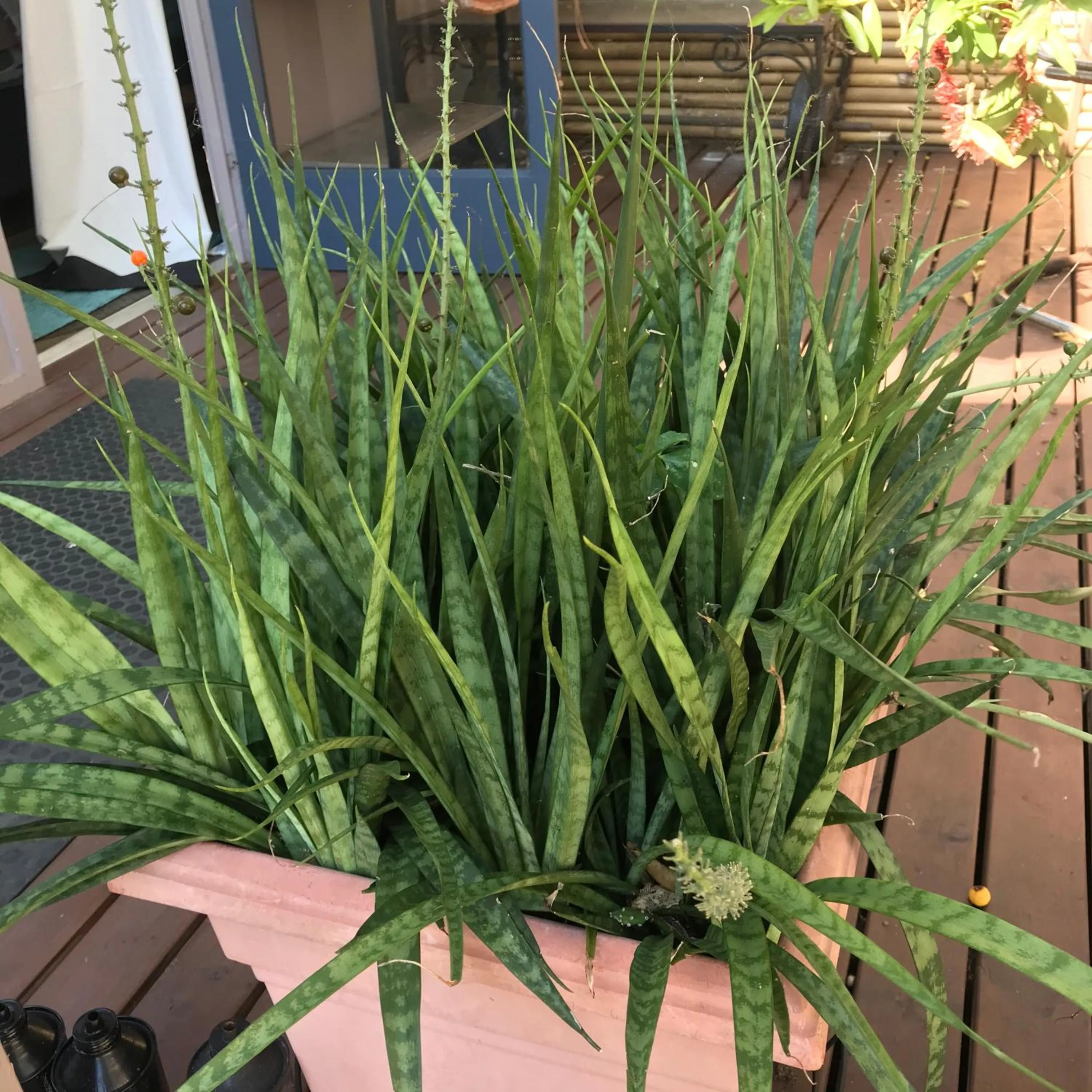 Garden view in XYL Holiday Inn