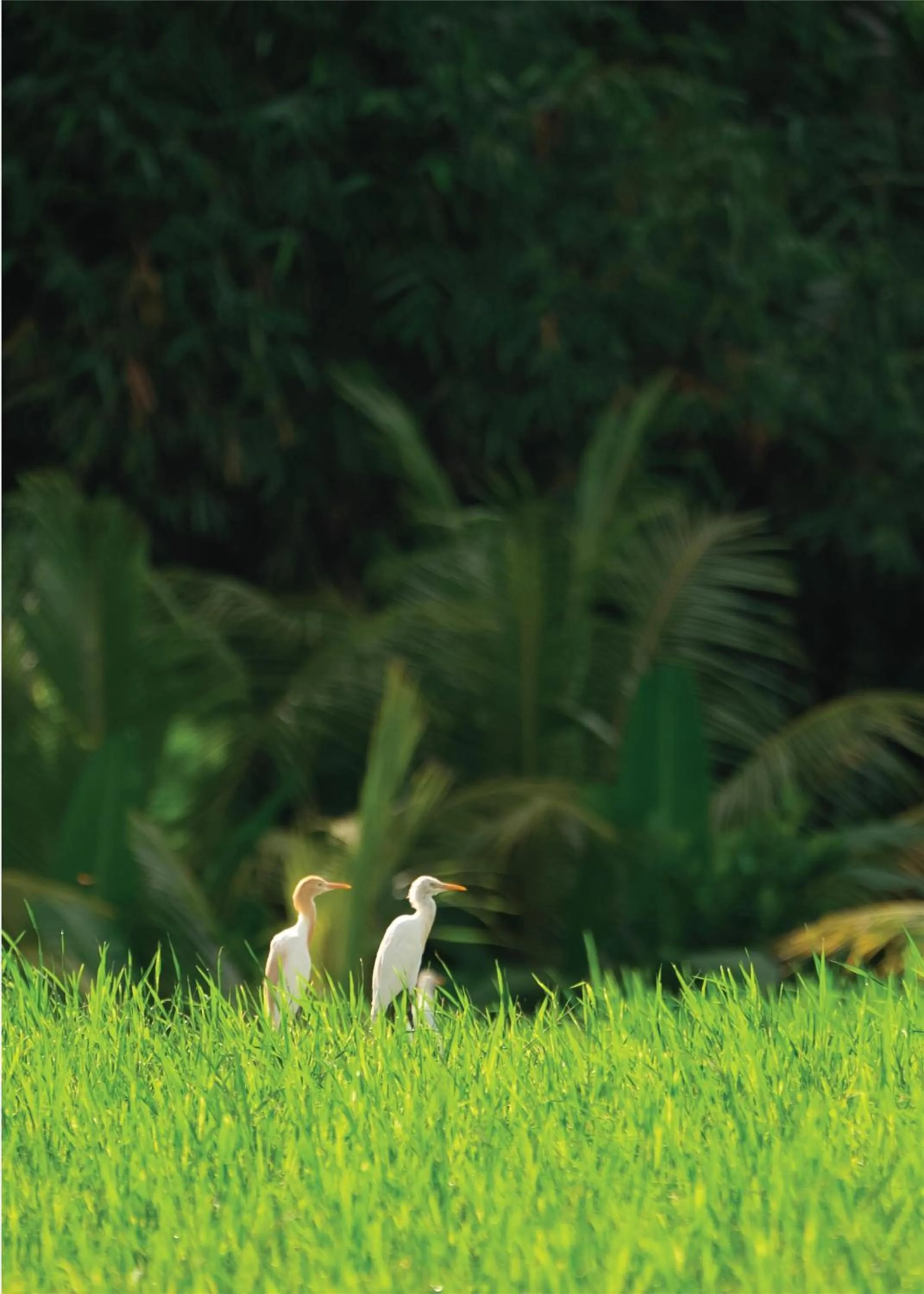 Location in Alila Ubud