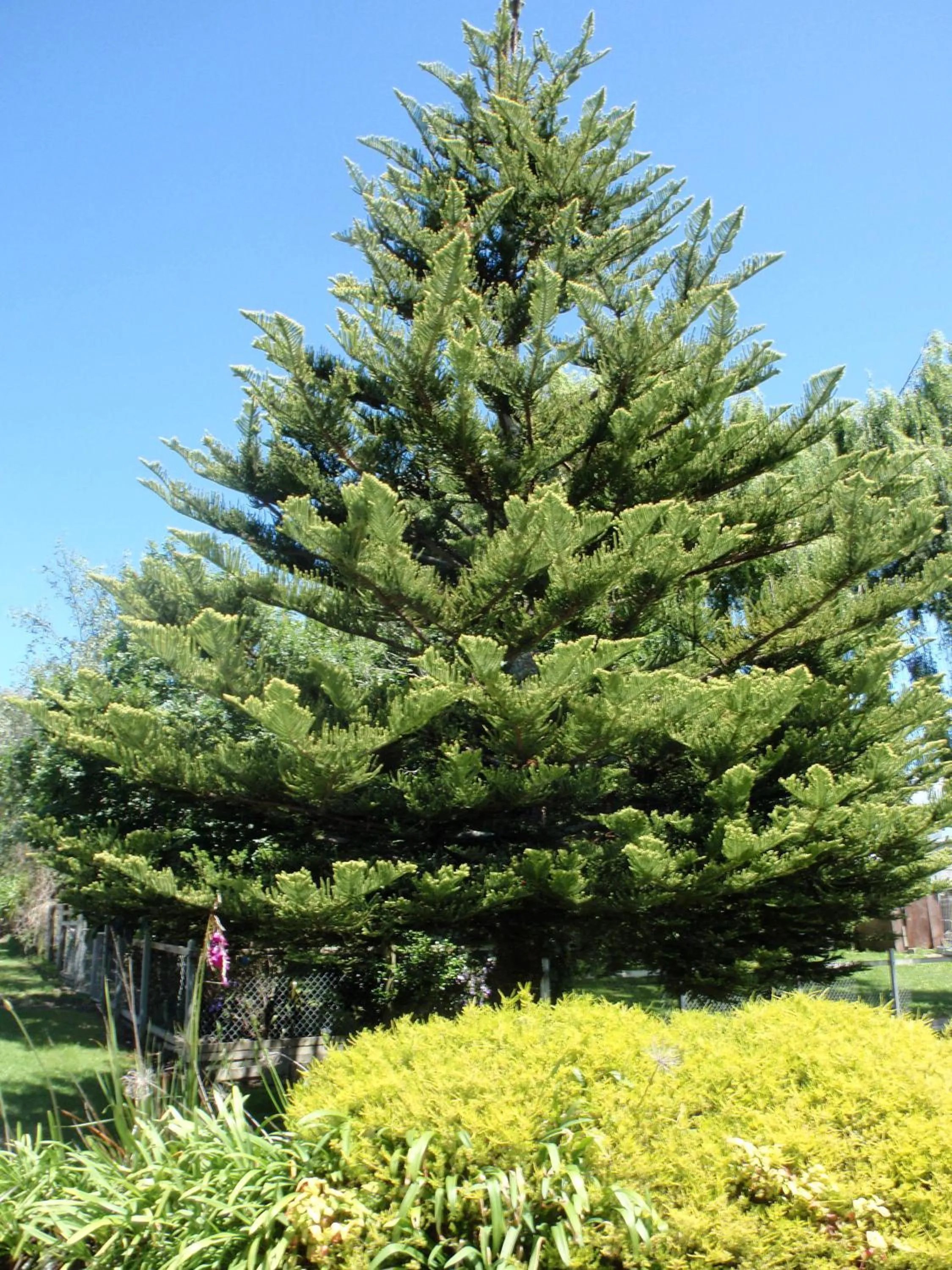 Garden in Waiuku Motel