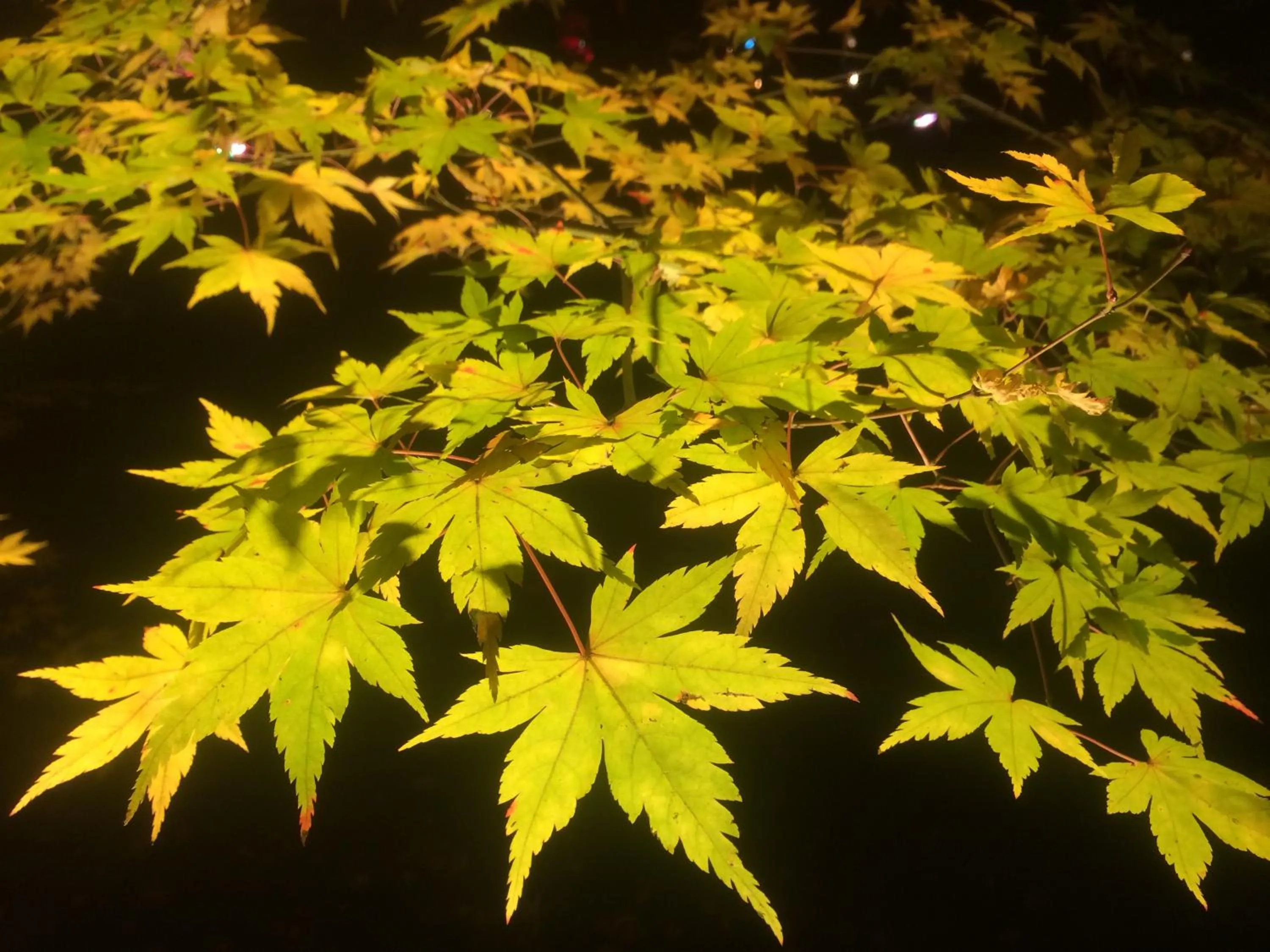 Autumn in Breezbay Seaside Resort Matsushima