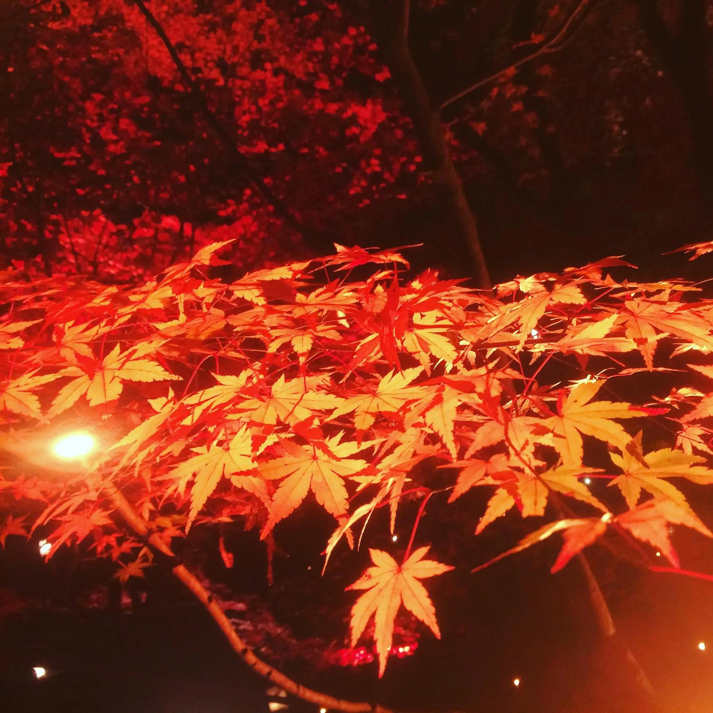 Autumn in Breezbay Seaside Resort Matsushima