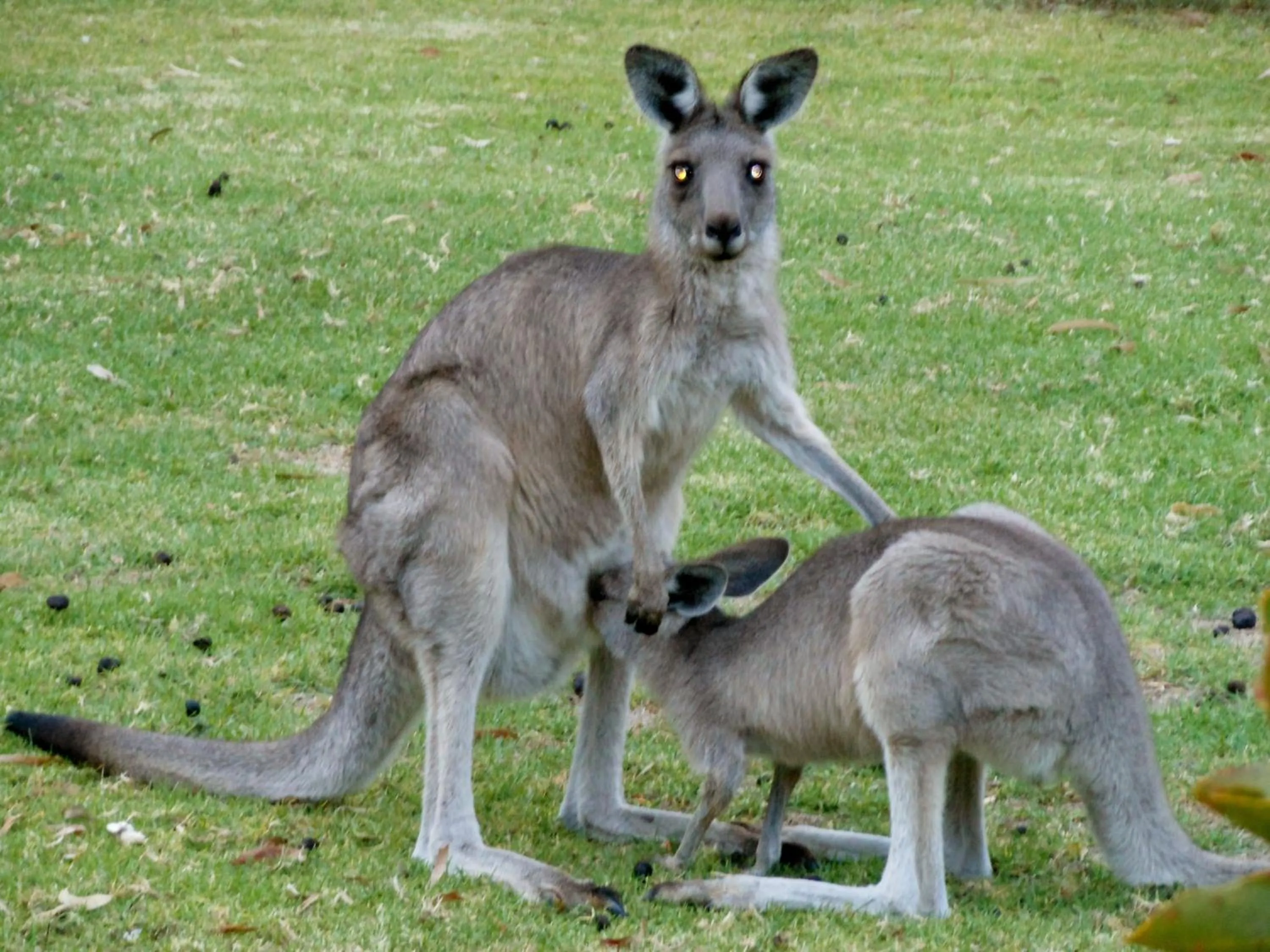 Animals in Grampians View Cottages and Units