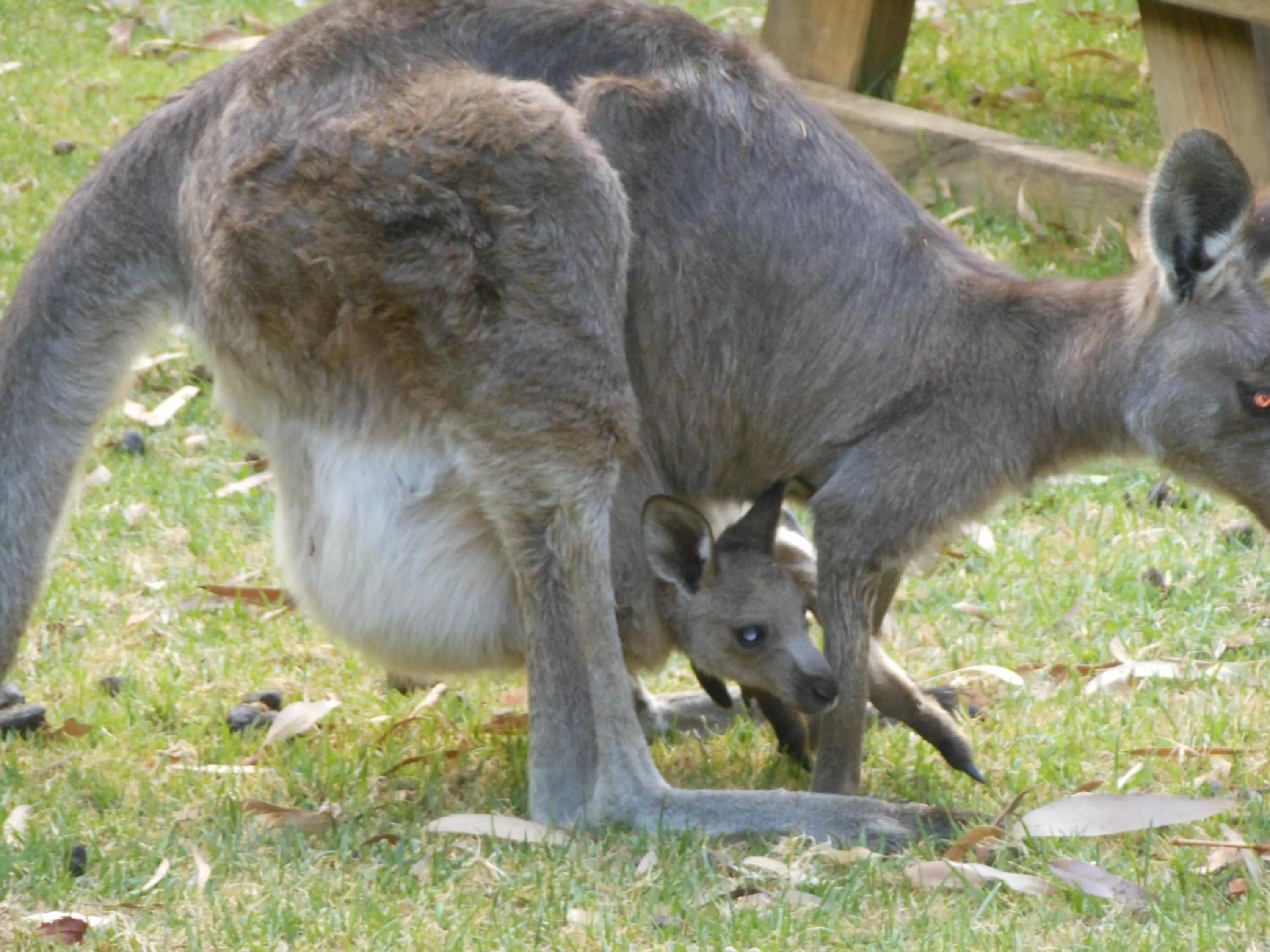 Animals in Grampians View Cottages and Units