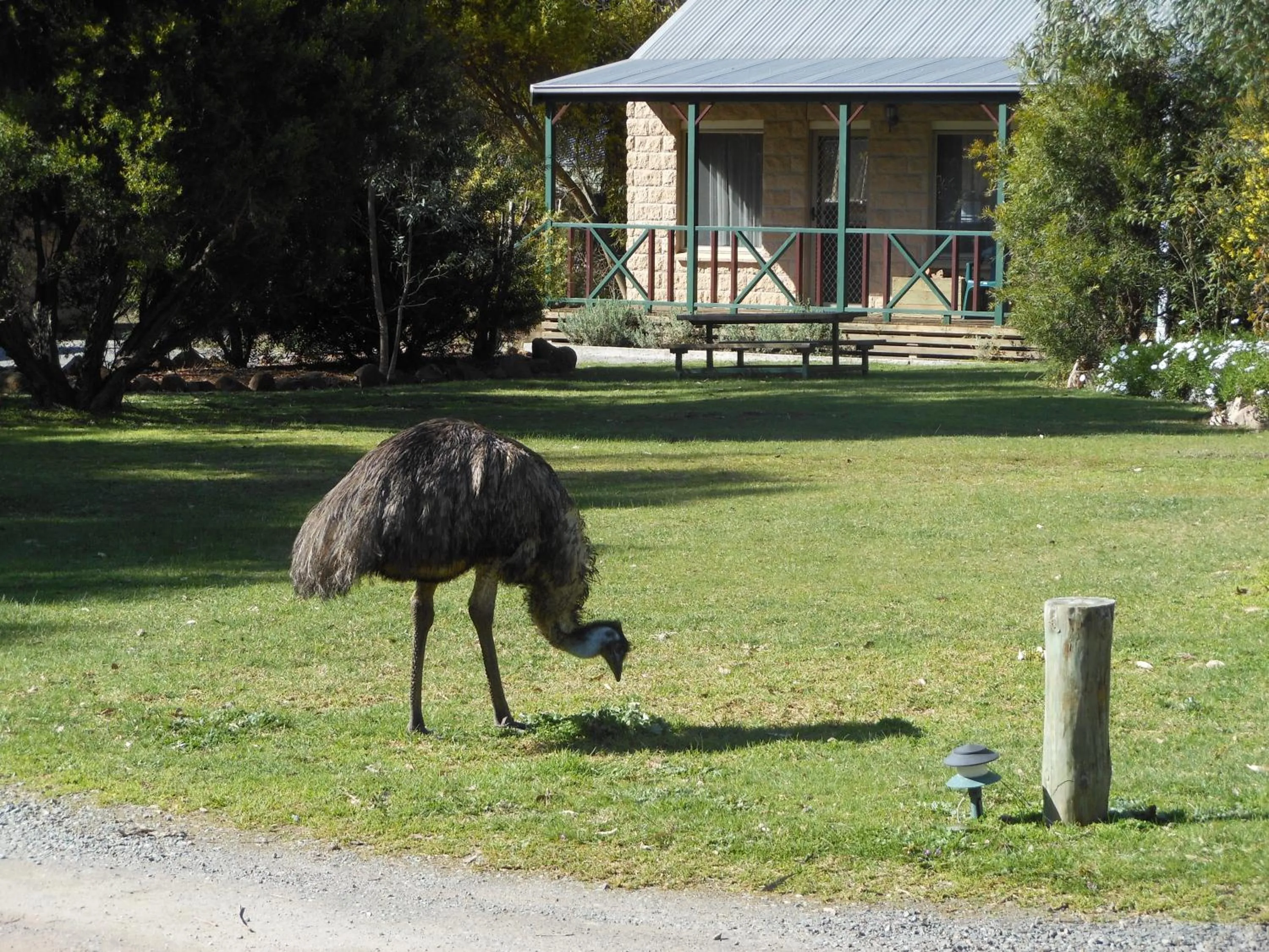 Animals in Grampians View Cottages and Units
