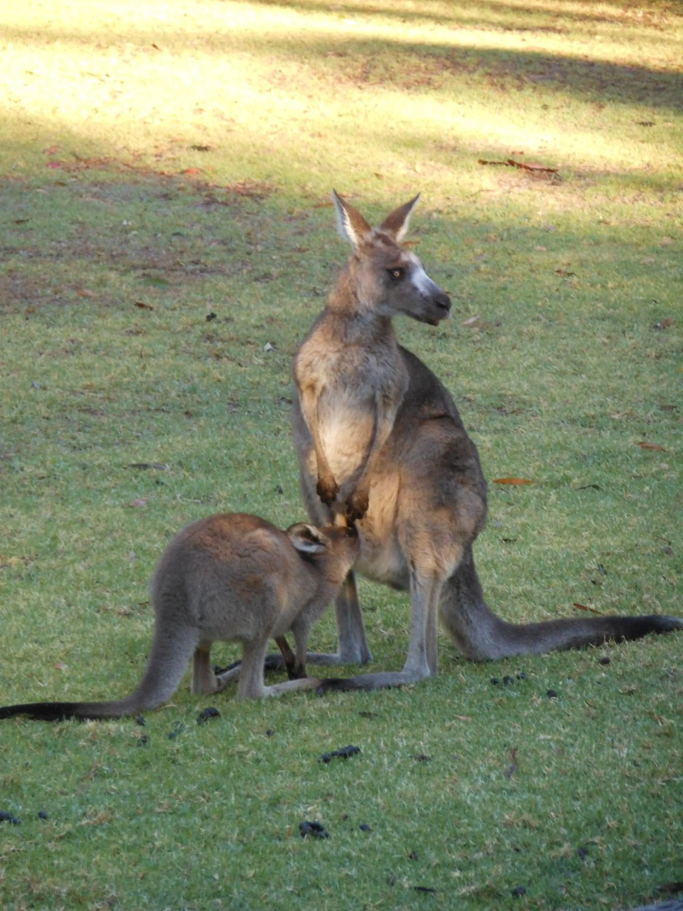 Animals in Grampians View Cottages and Units