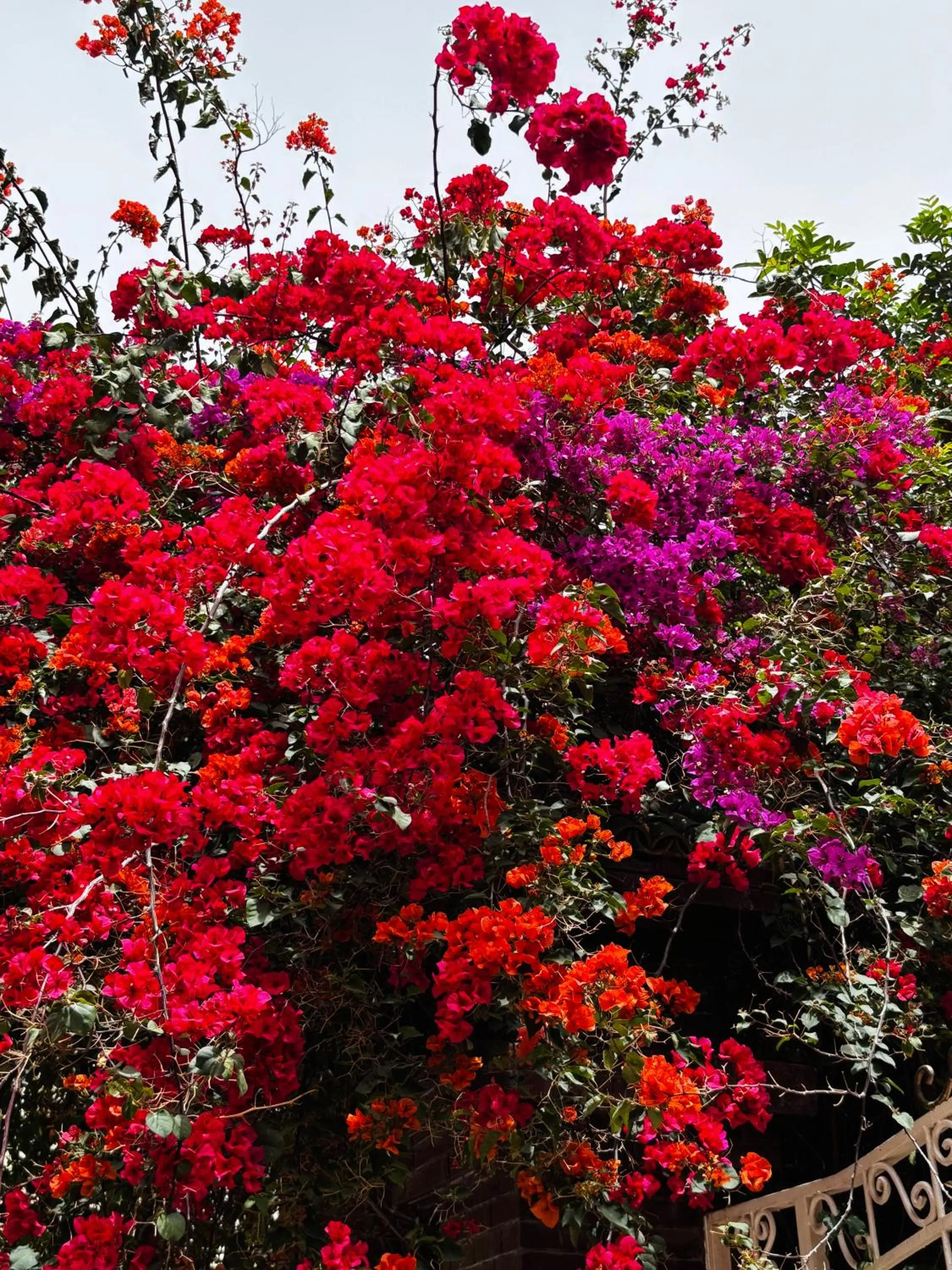 Natural landscape in Riad la Cigale