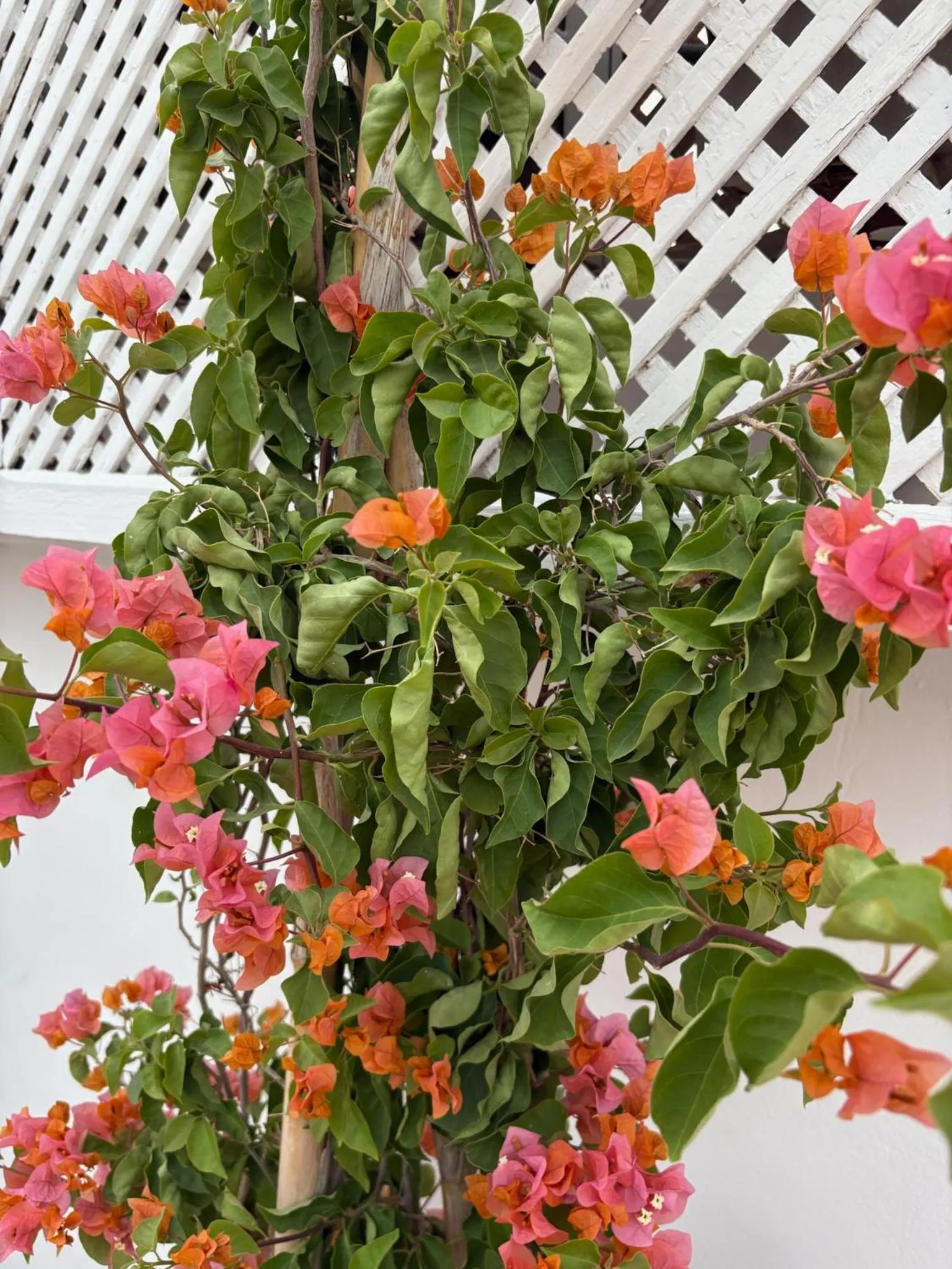 Balcony/Terrace in Riad la Cigale