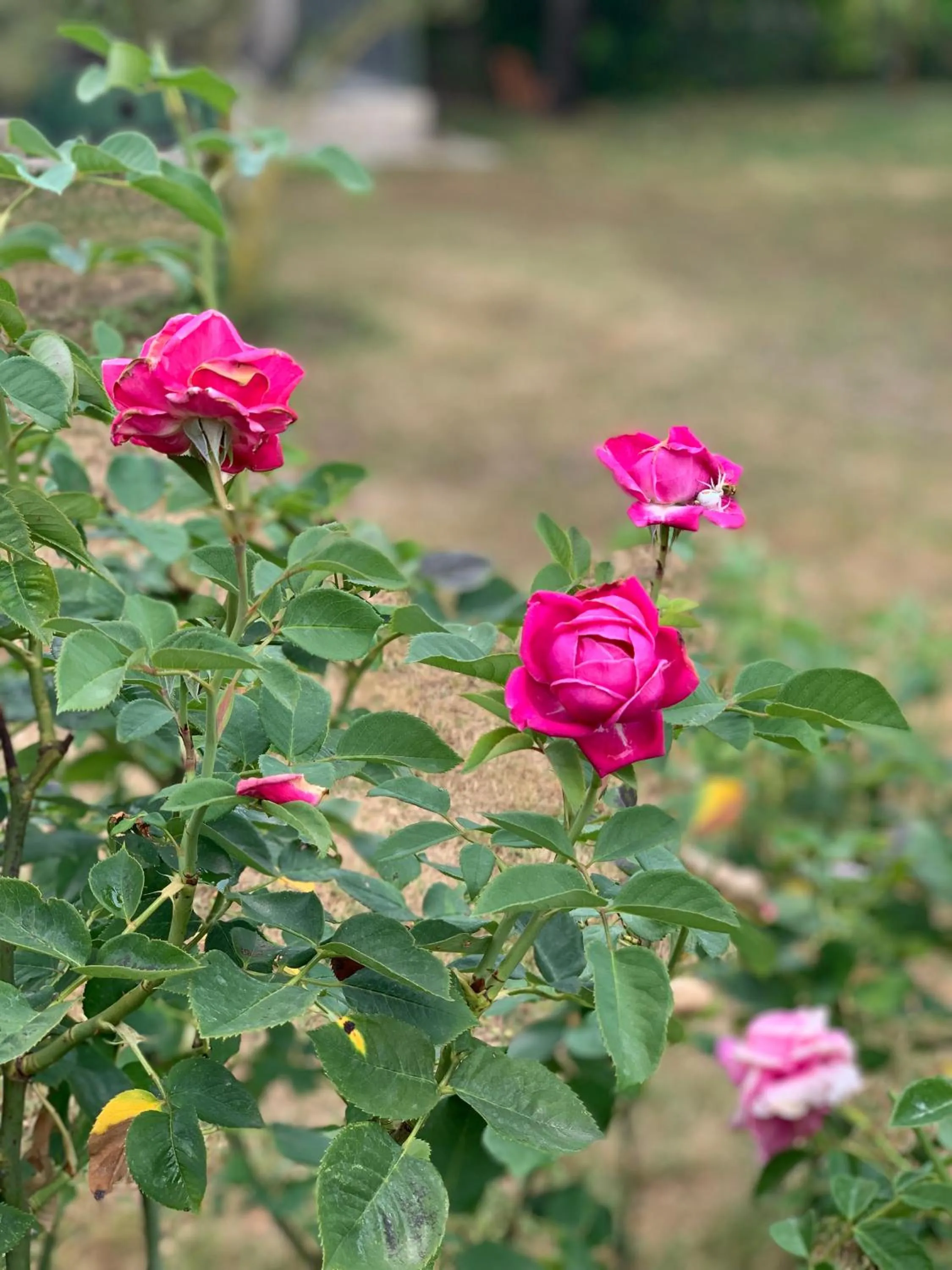 Property building in Maison d'hôtes La Chabanaise - Marais Poitevin