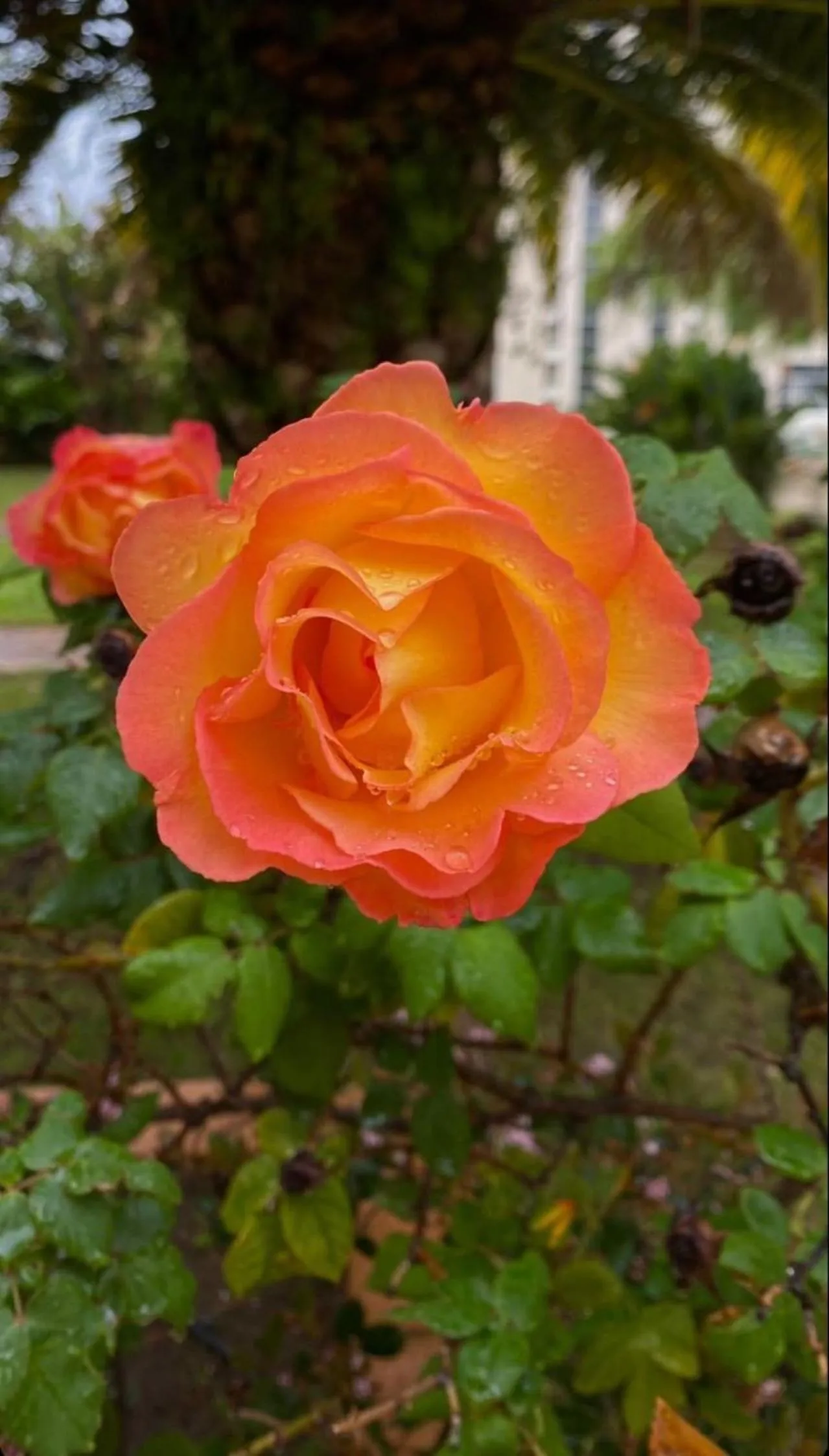 Summer in San Michele Apartments&Rooms