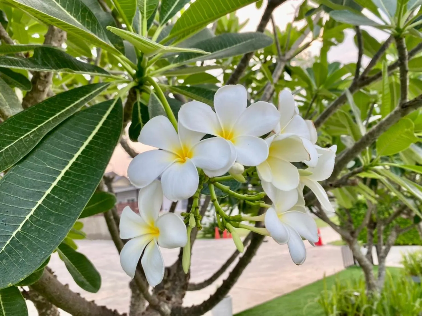 Garden view in The Vet Boutique Hotel - SHA Extra Plus