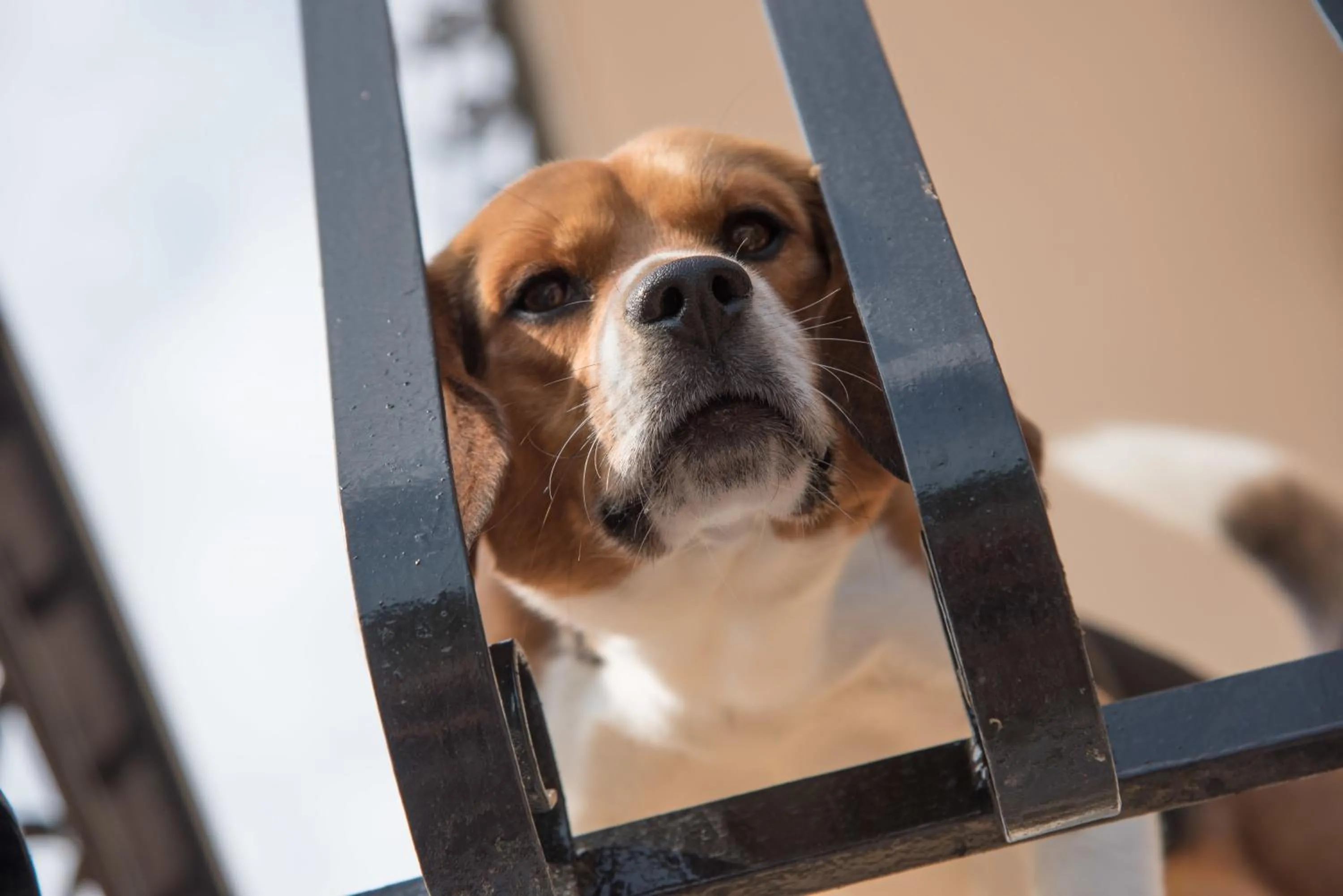 Pets in Residence Oleandro