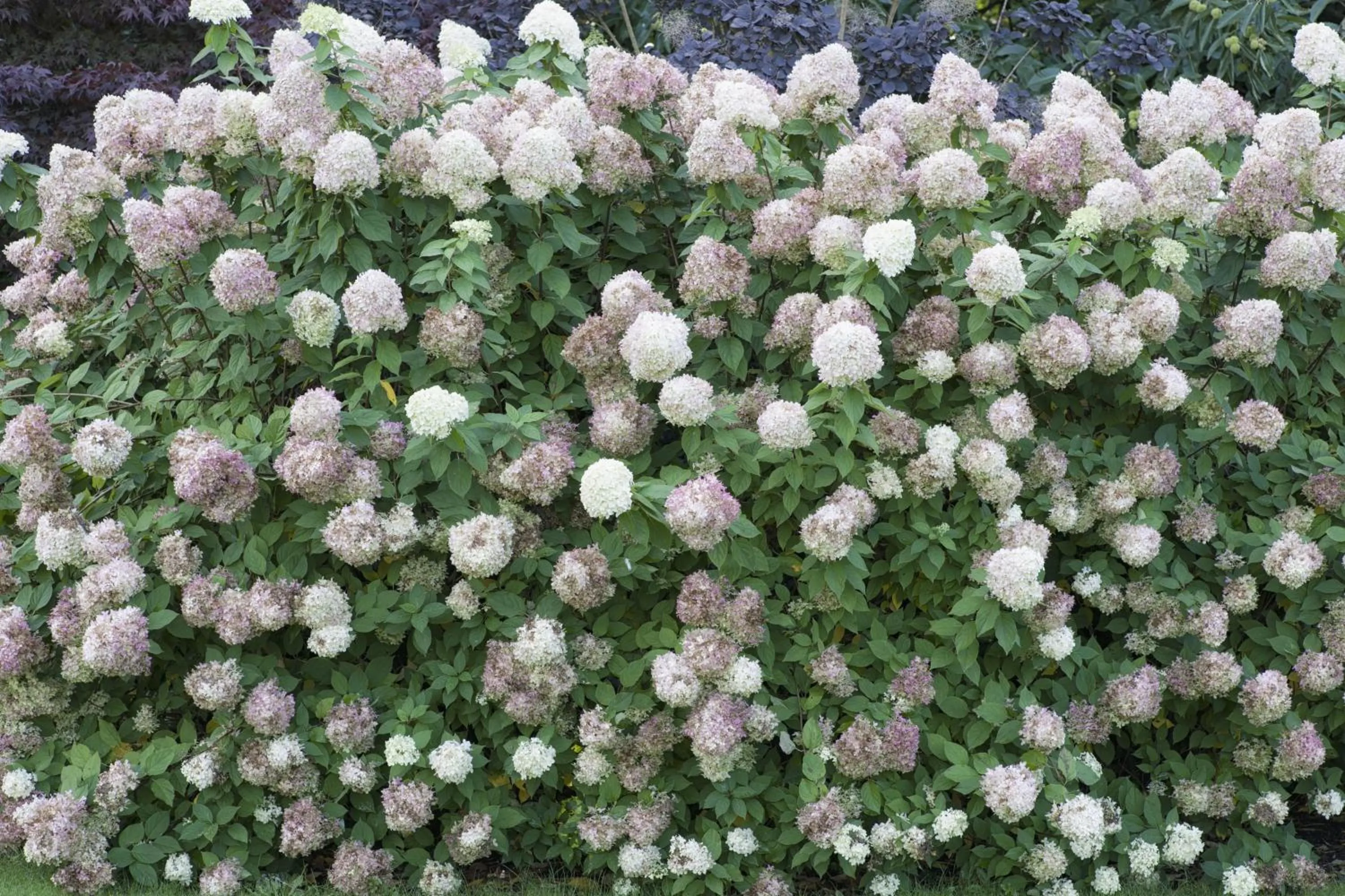 Summer in B&B Au Grenier